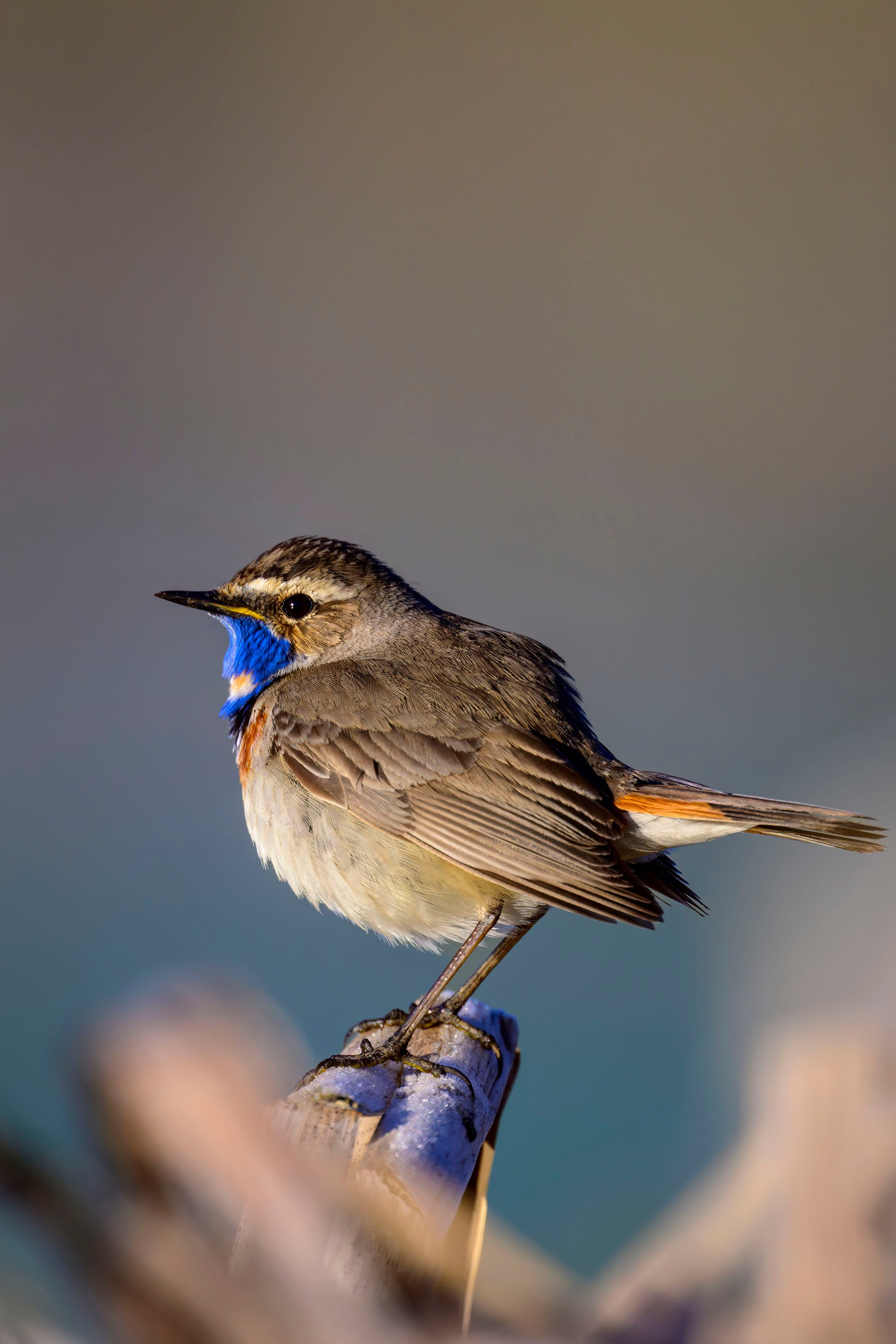 Луговой лунь. Фотограф Сергей Пупонин