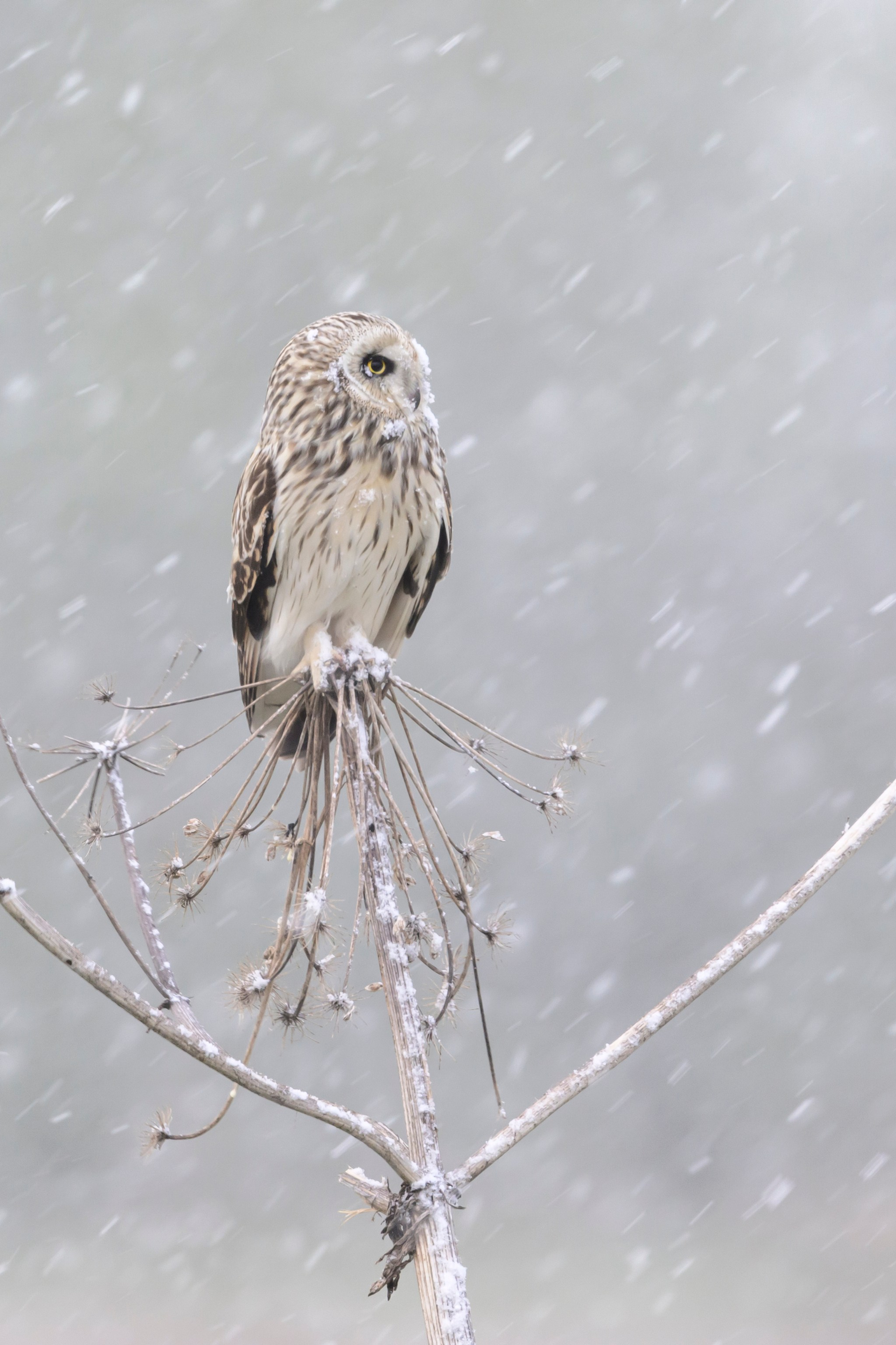 Луговой лунь. Фотограф Сергей Пупонин