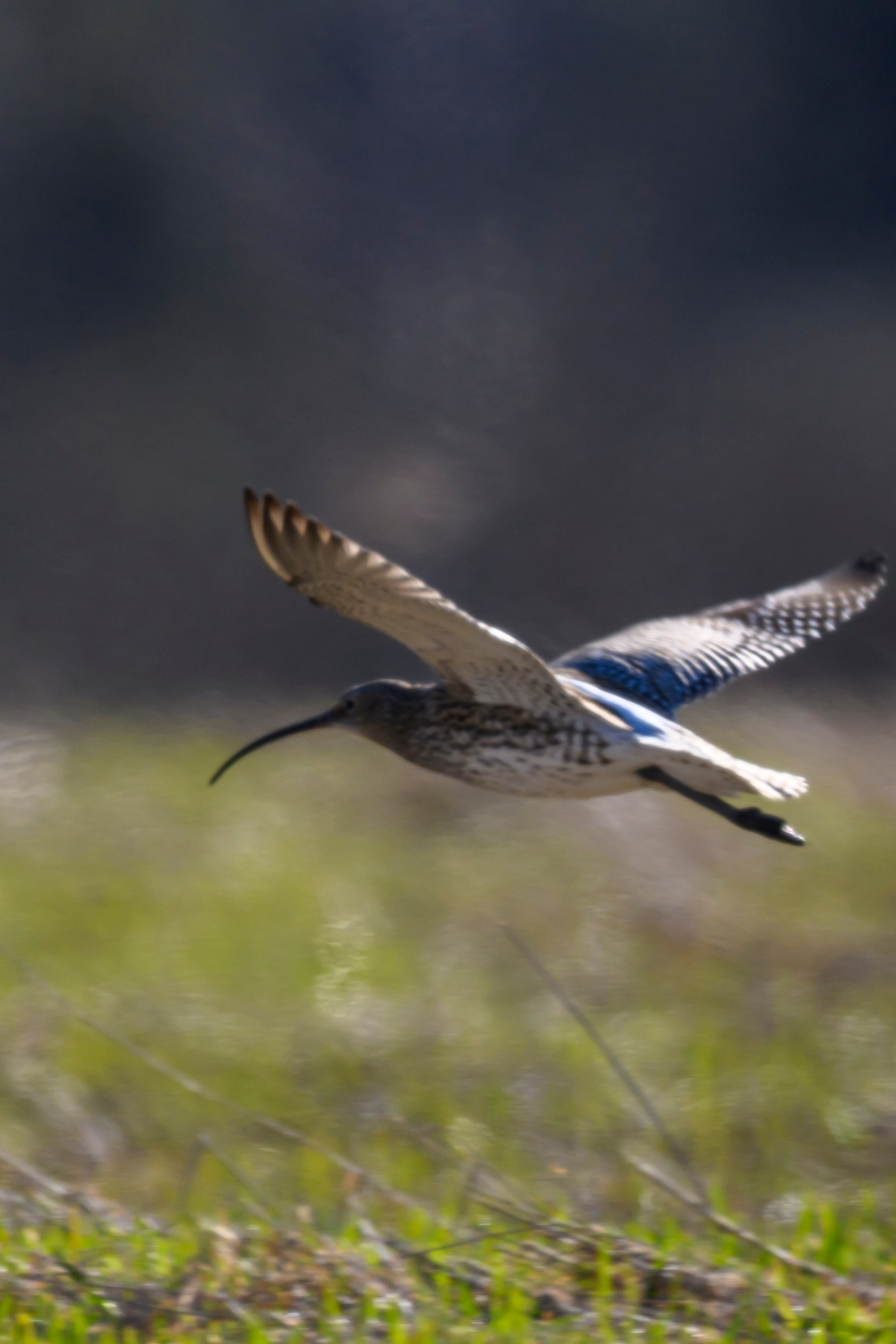 Варакушка. Wildlife photography by Sergey Puponin