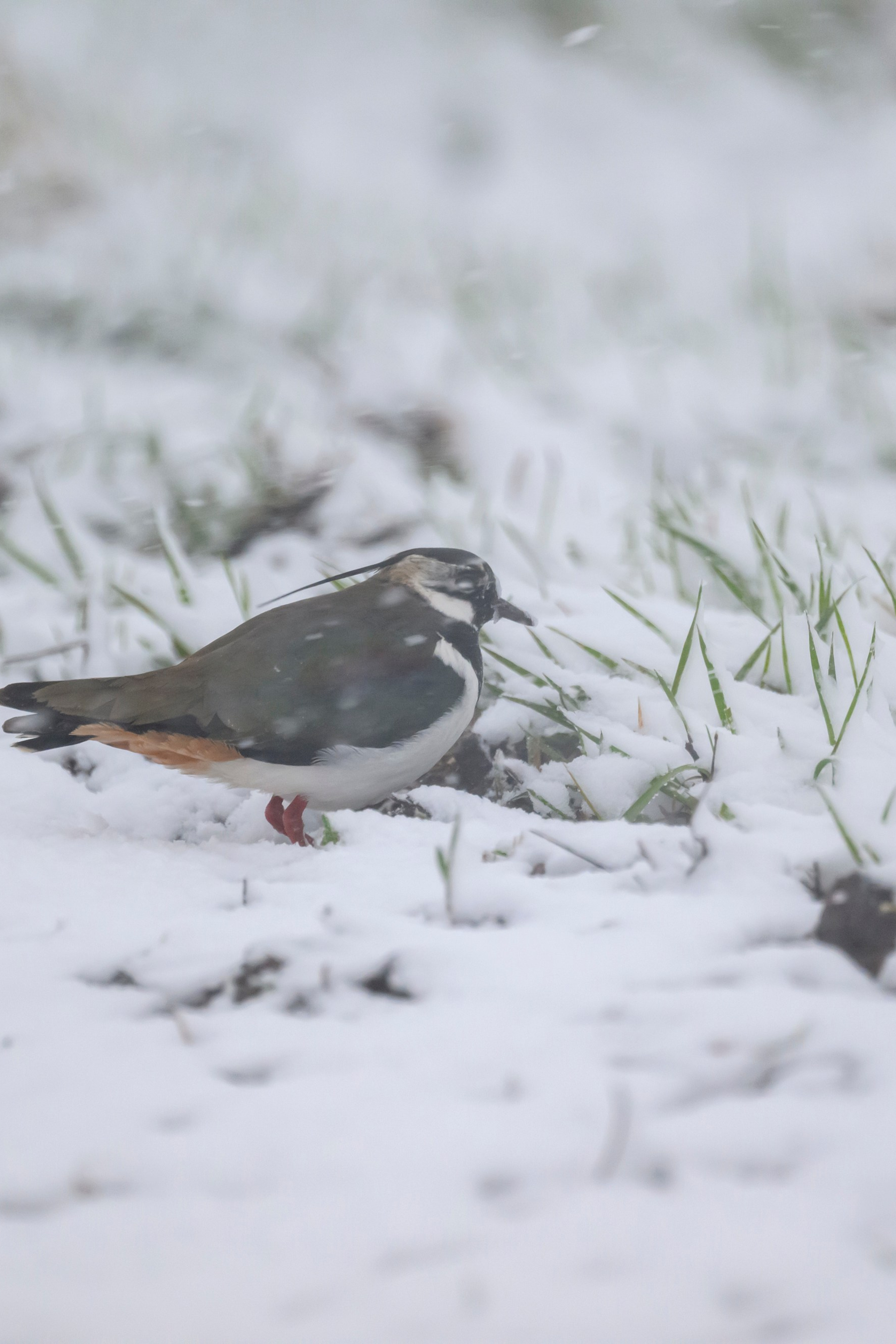 Фотограф Сергей Пупонин
