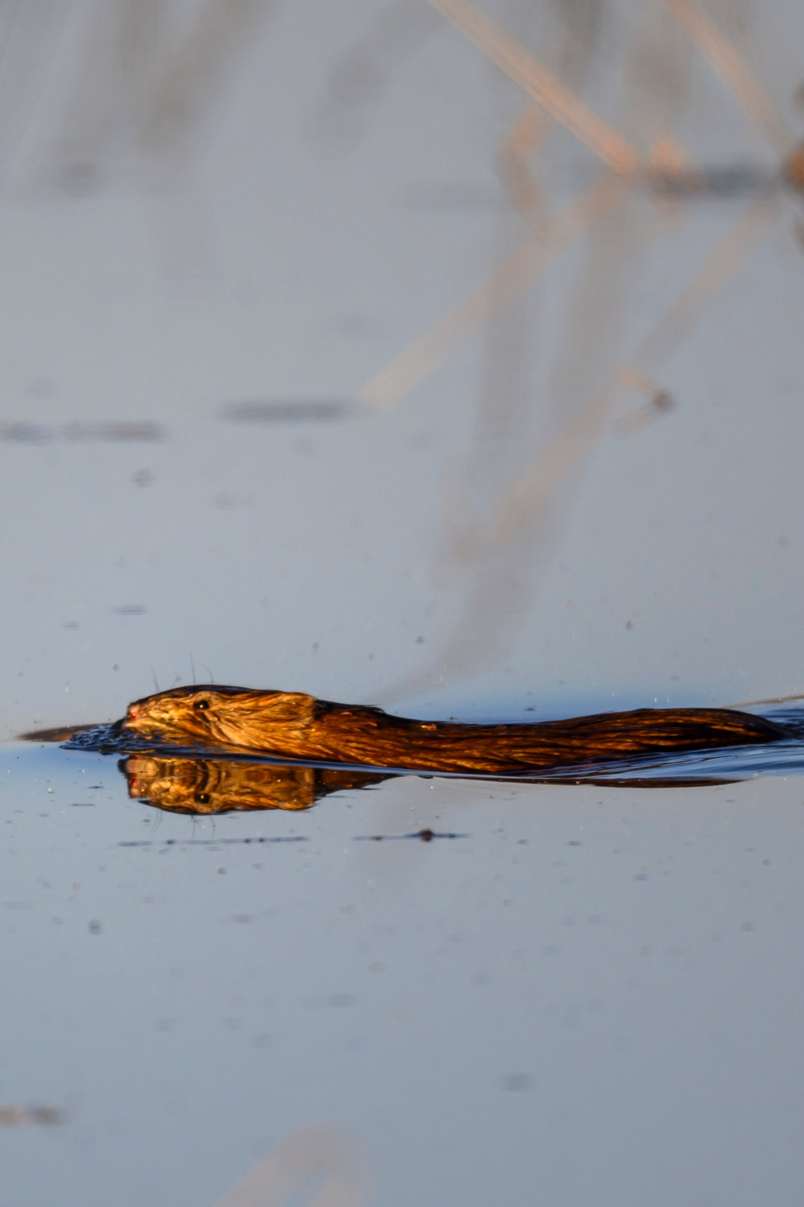 Фотограф Сергей Пупонин