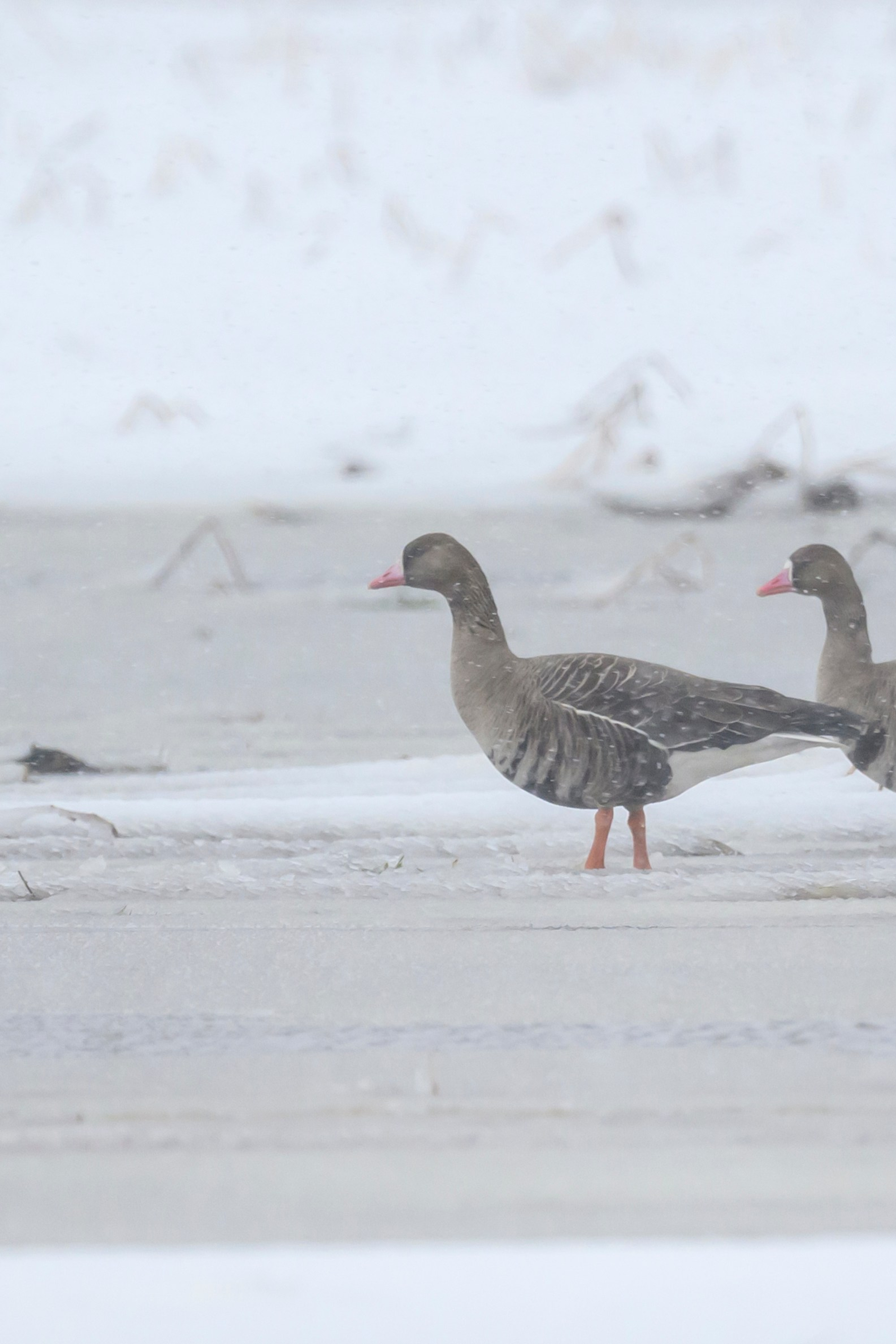 Варакушка. Wildlife photography by Sergey Puponin