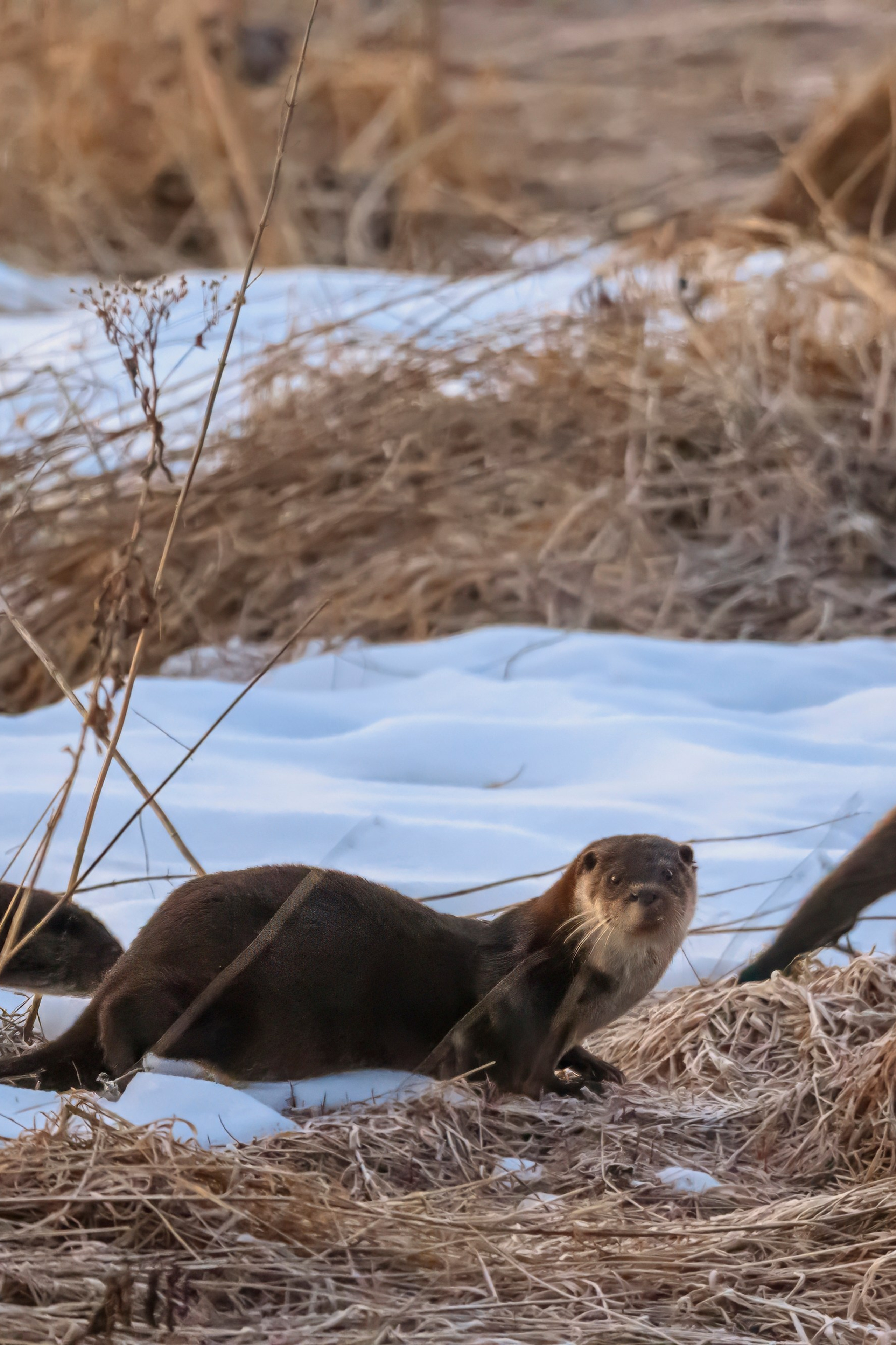 Олени и тетерева. Фотограф Сергей Пупонин
