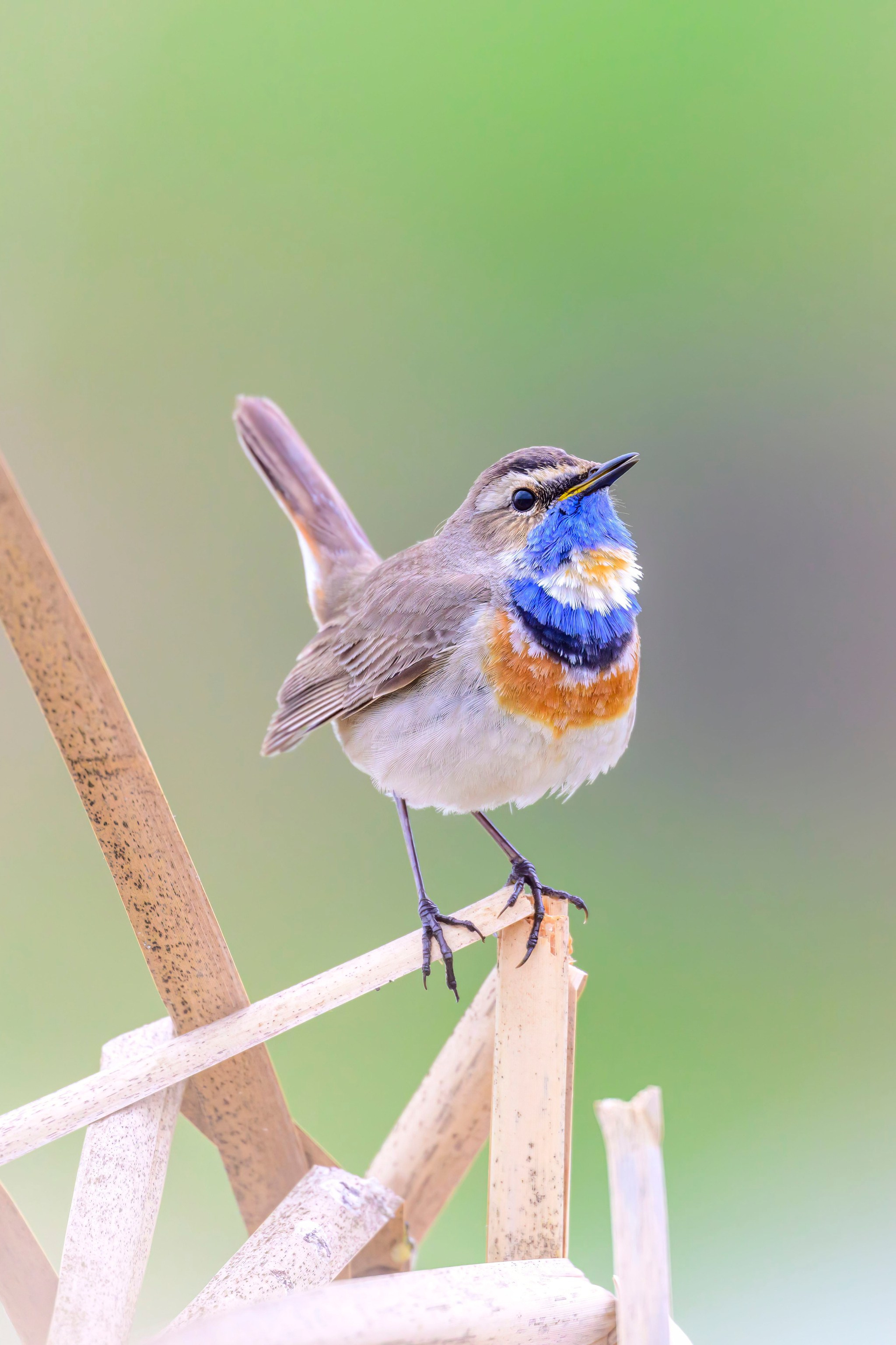 Луговой лунь. Фотограф Сергей Пупонин
