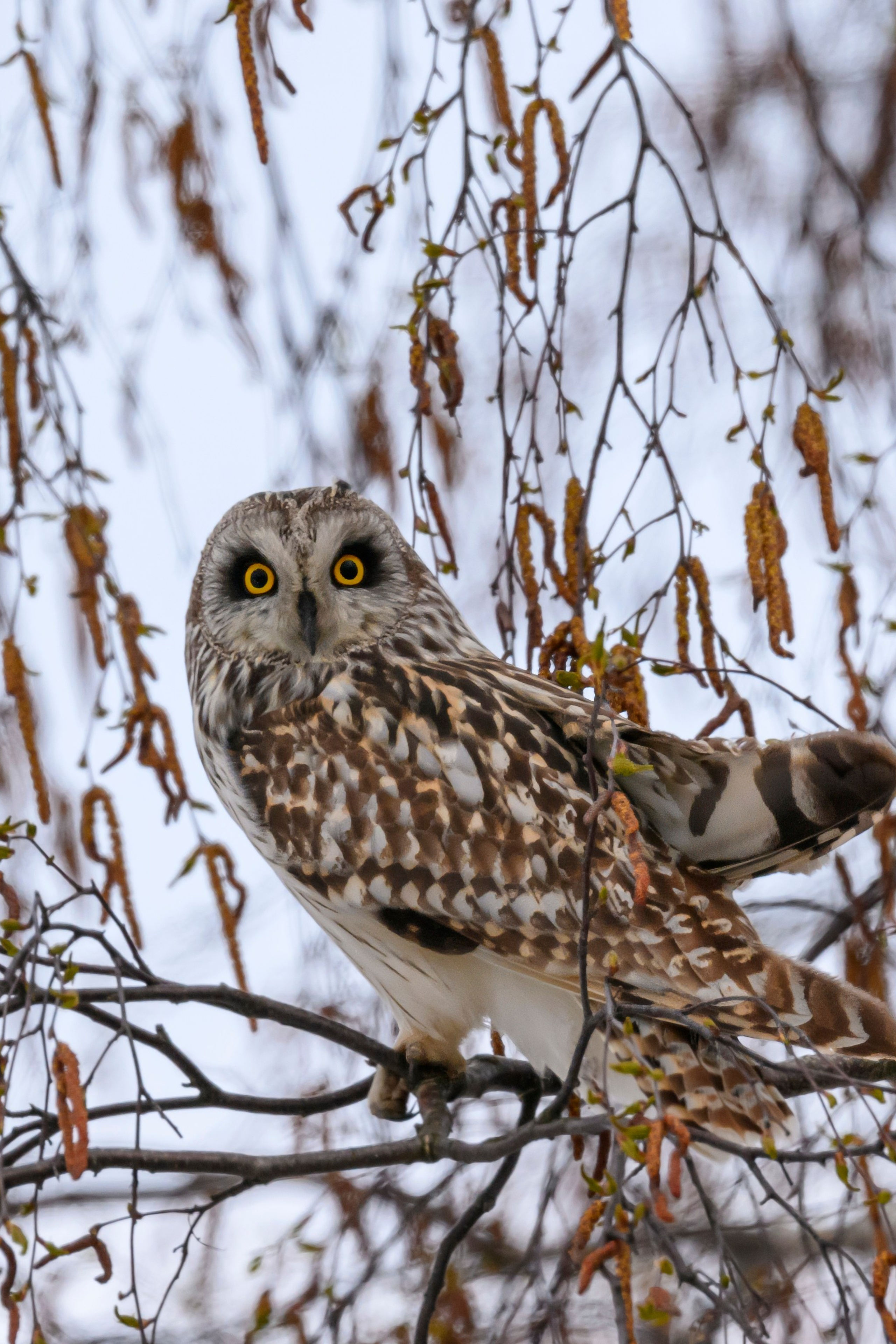 Куропатки. Wildlife photography by Sergey Puponin