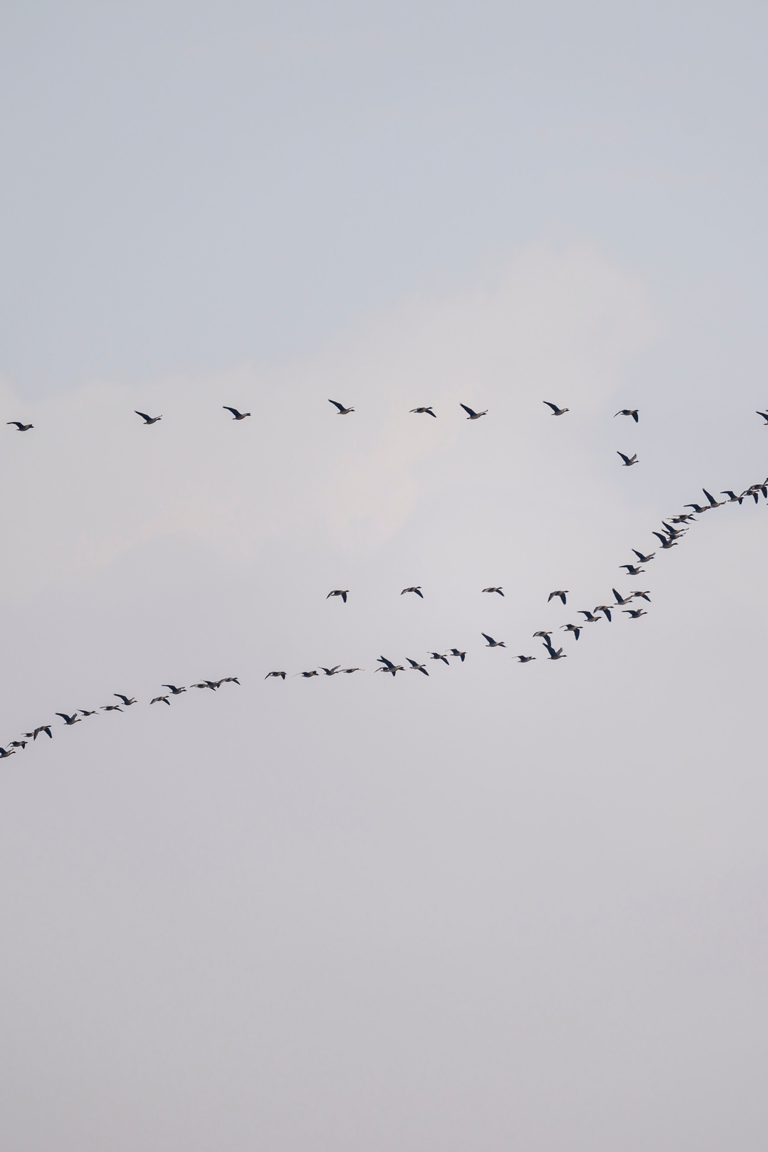 Черношейная поганка. Wildlife photography by Sergey Puponin