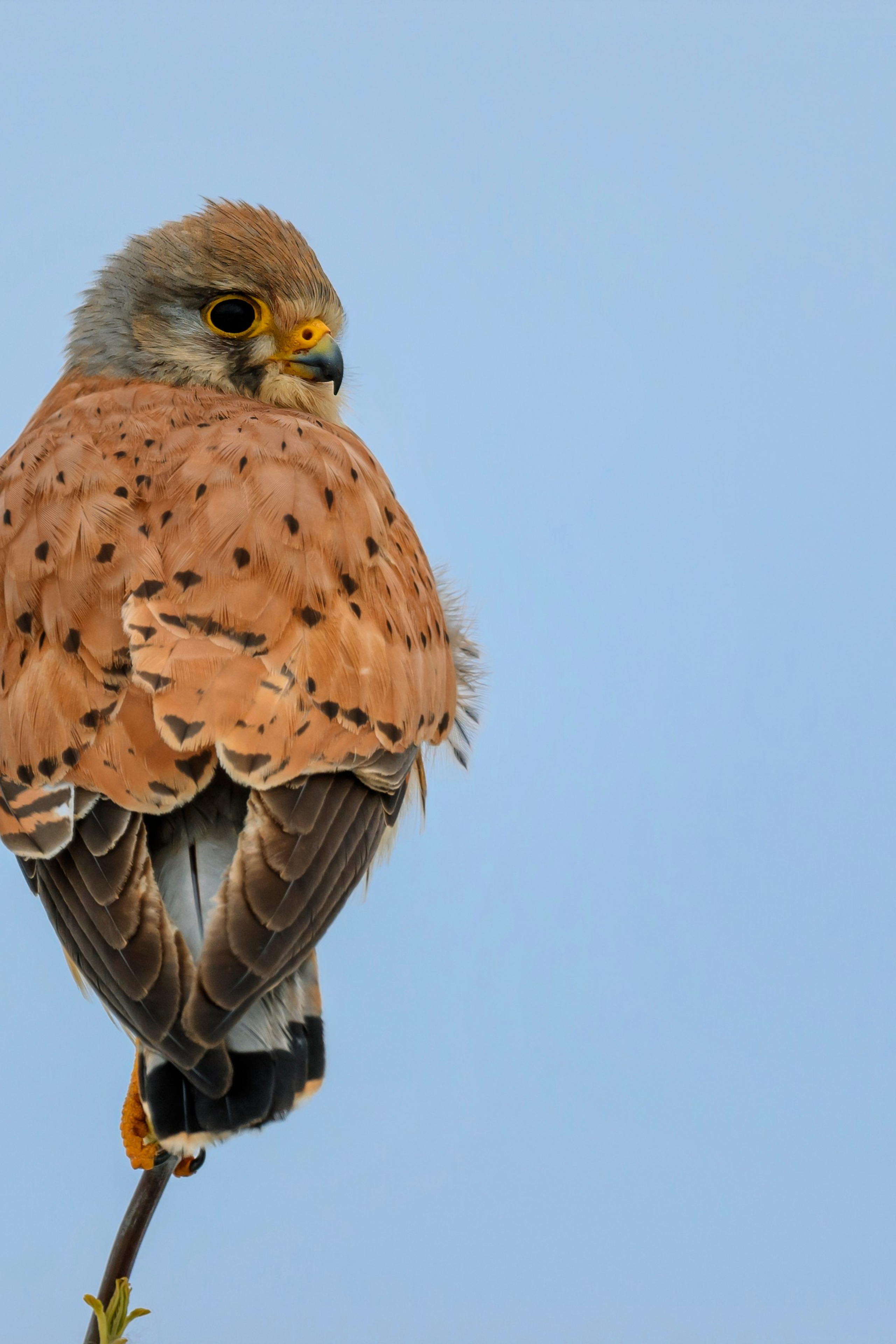 Сова в снежную бурю. Wildlife photography by Sergey Puponin