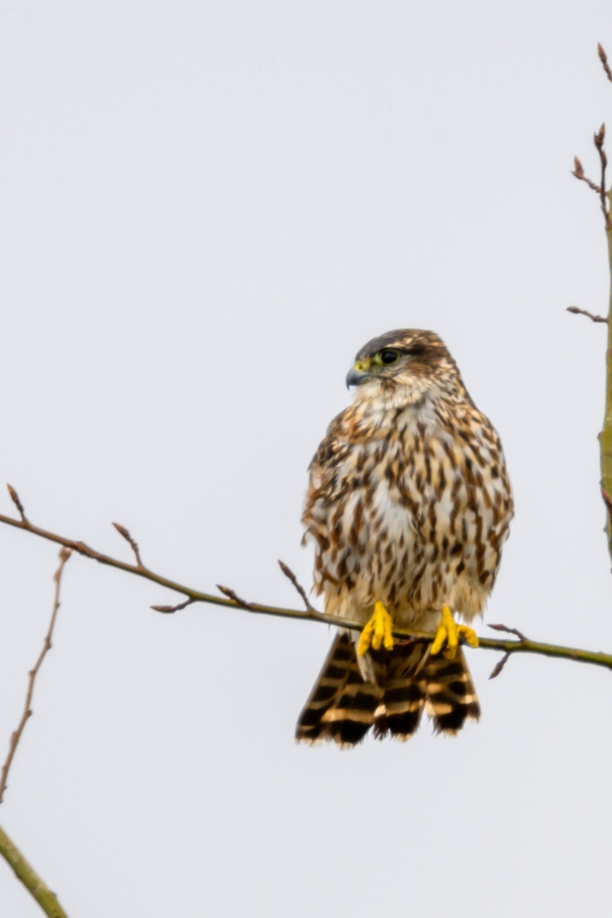 Метель. Фотограф Сергей Пупонин