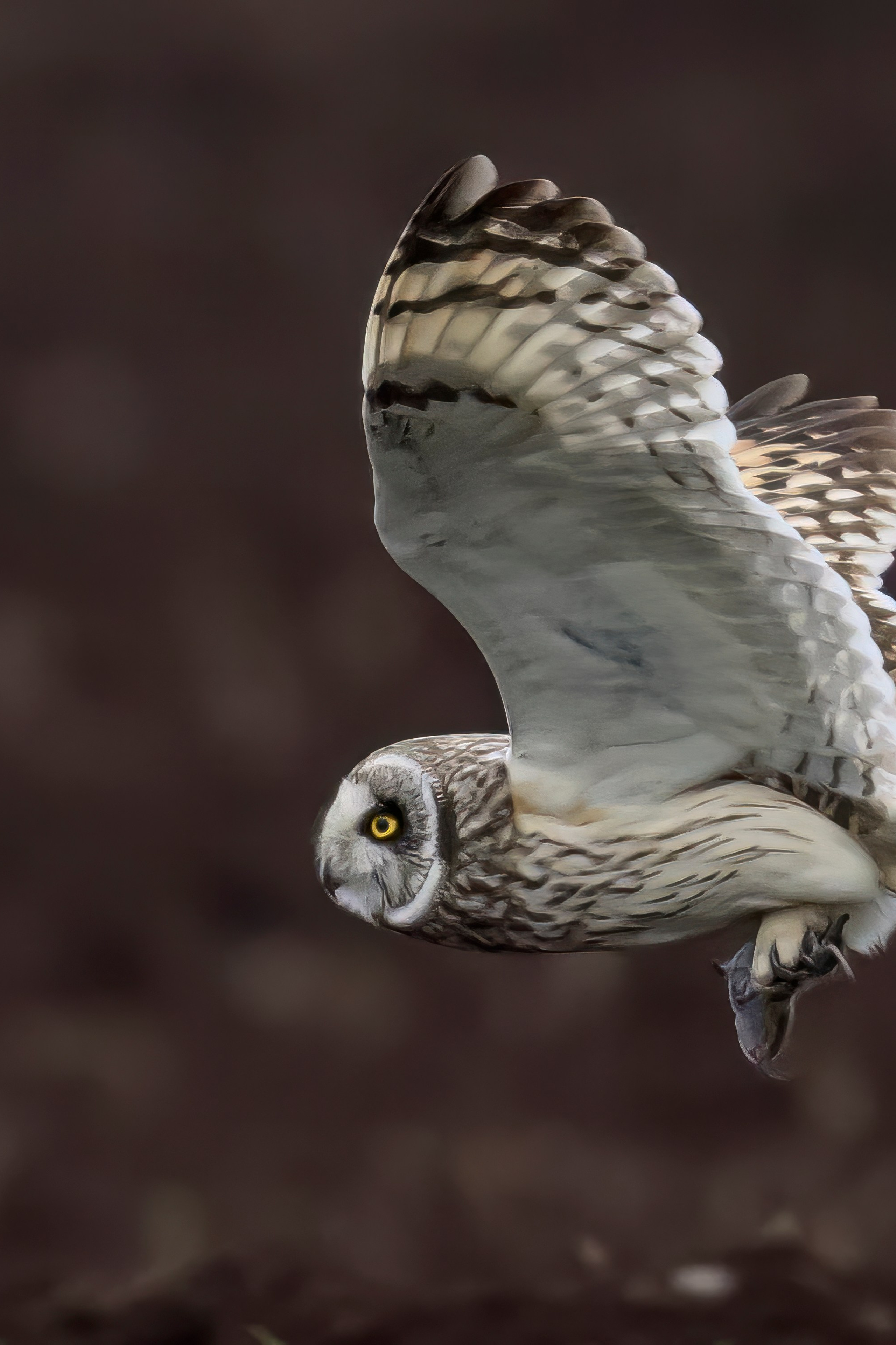 Луговой лунь. Фотограф Сергей Пупонин