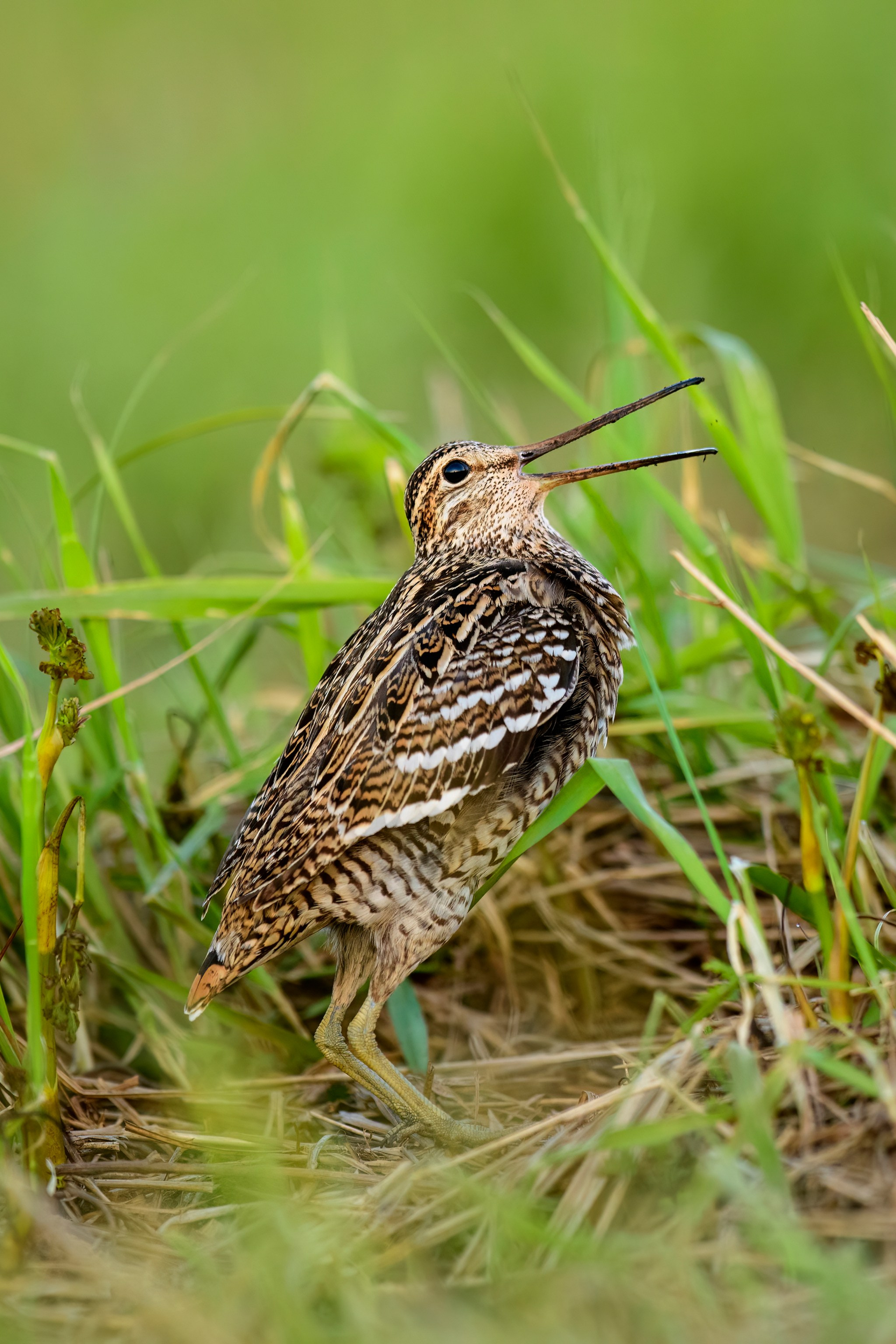 Луговой лунь. Фотограф Сергей Пупонин