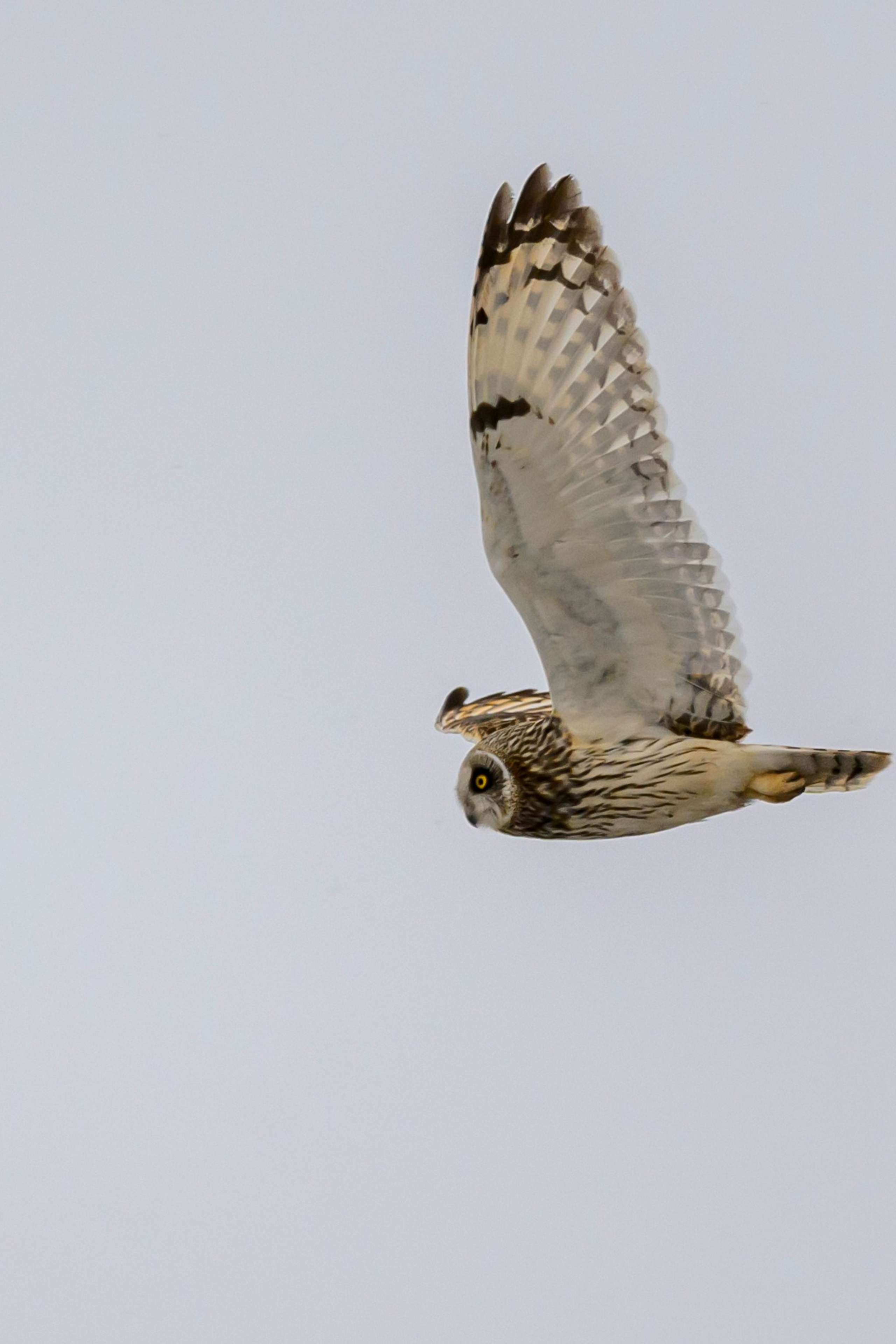Варакушка. Wildlife photography by Sergey Puponin