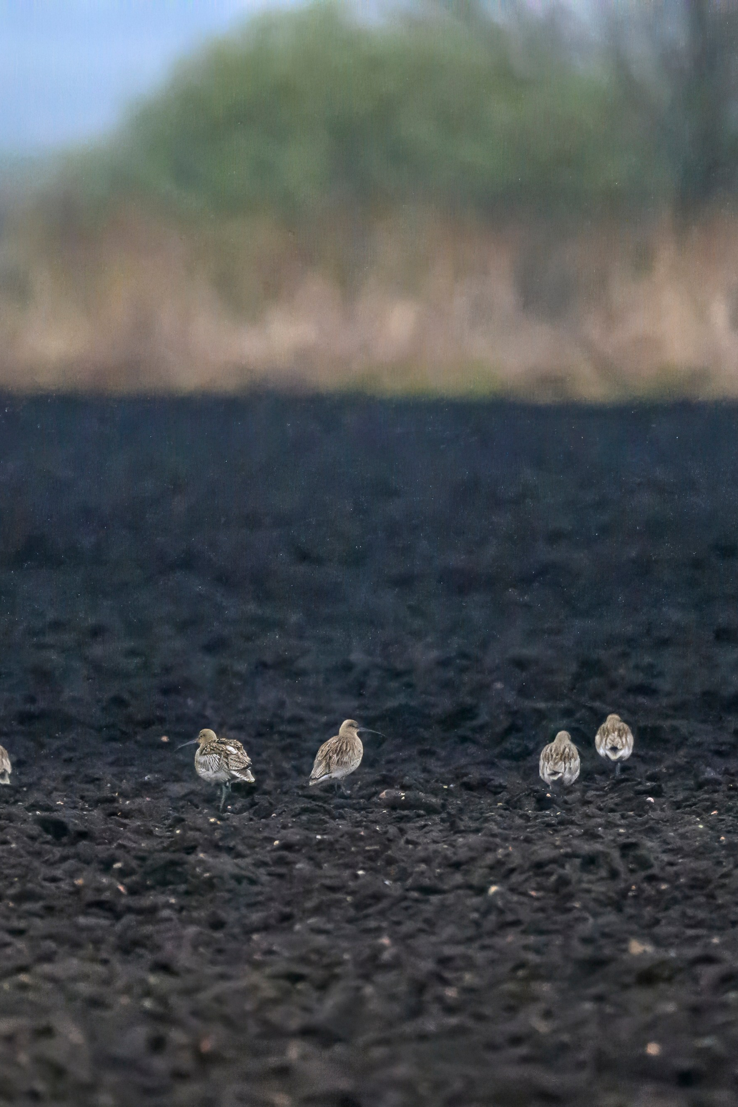 Wildlife photography by Sergey Puponin