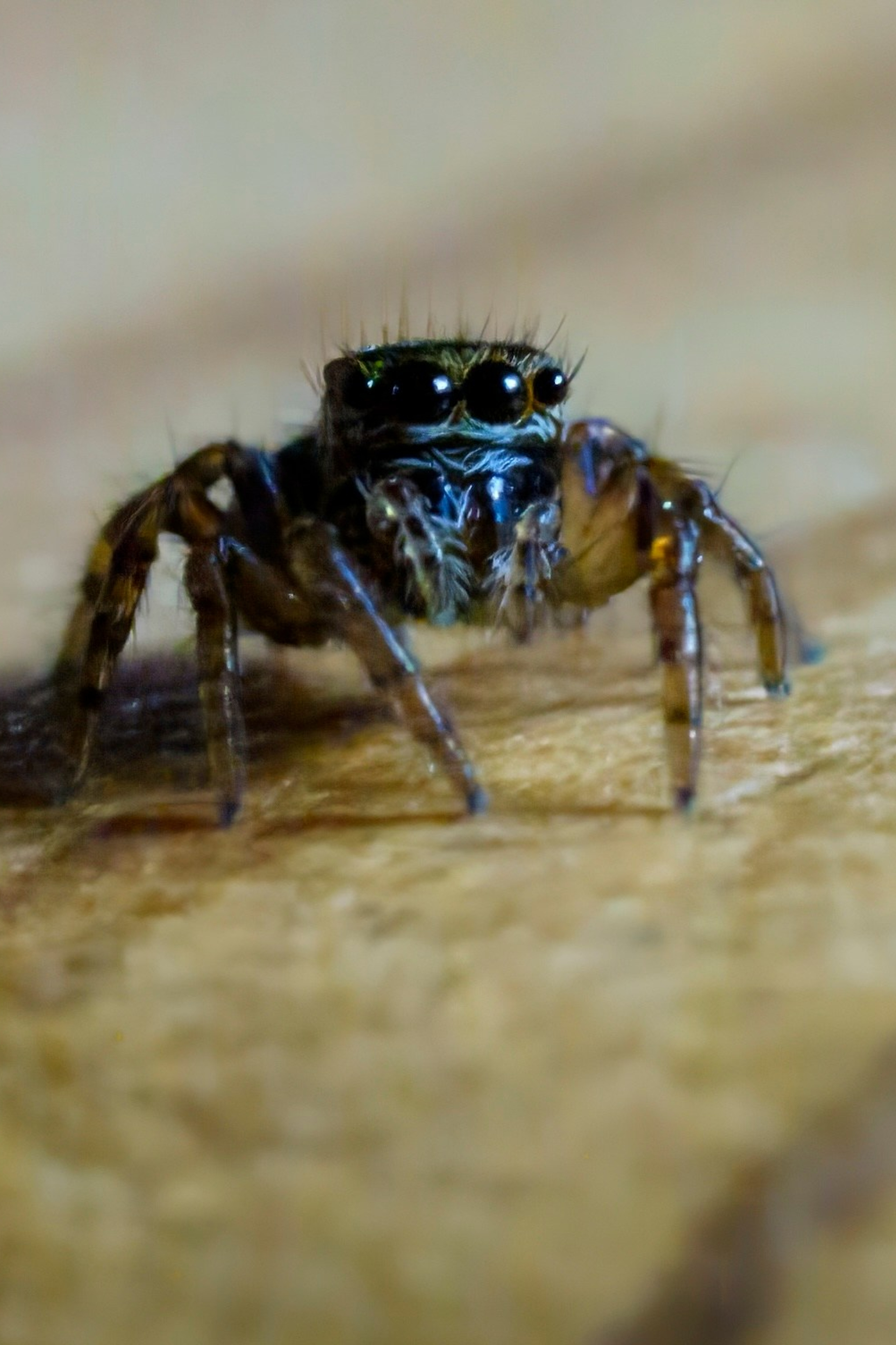 Бобр и куропатки. Wildlife photography by Sergey Puponin