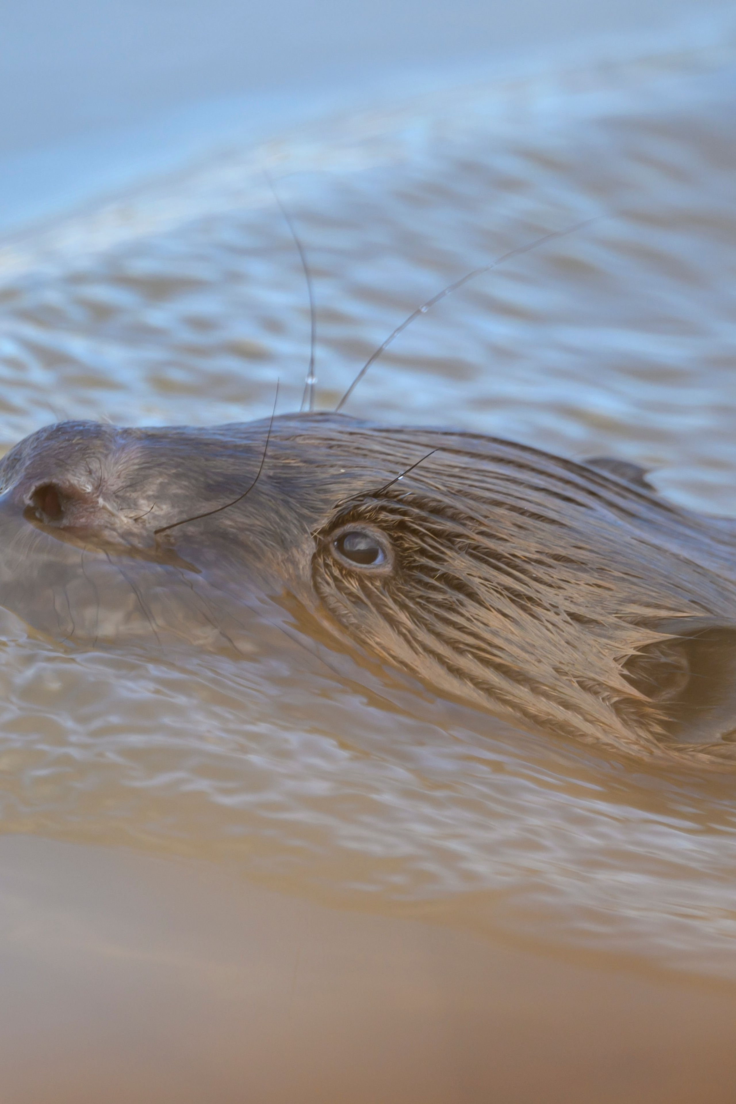 Черношейная поганка. Wildlife photography by Sergey Puponin