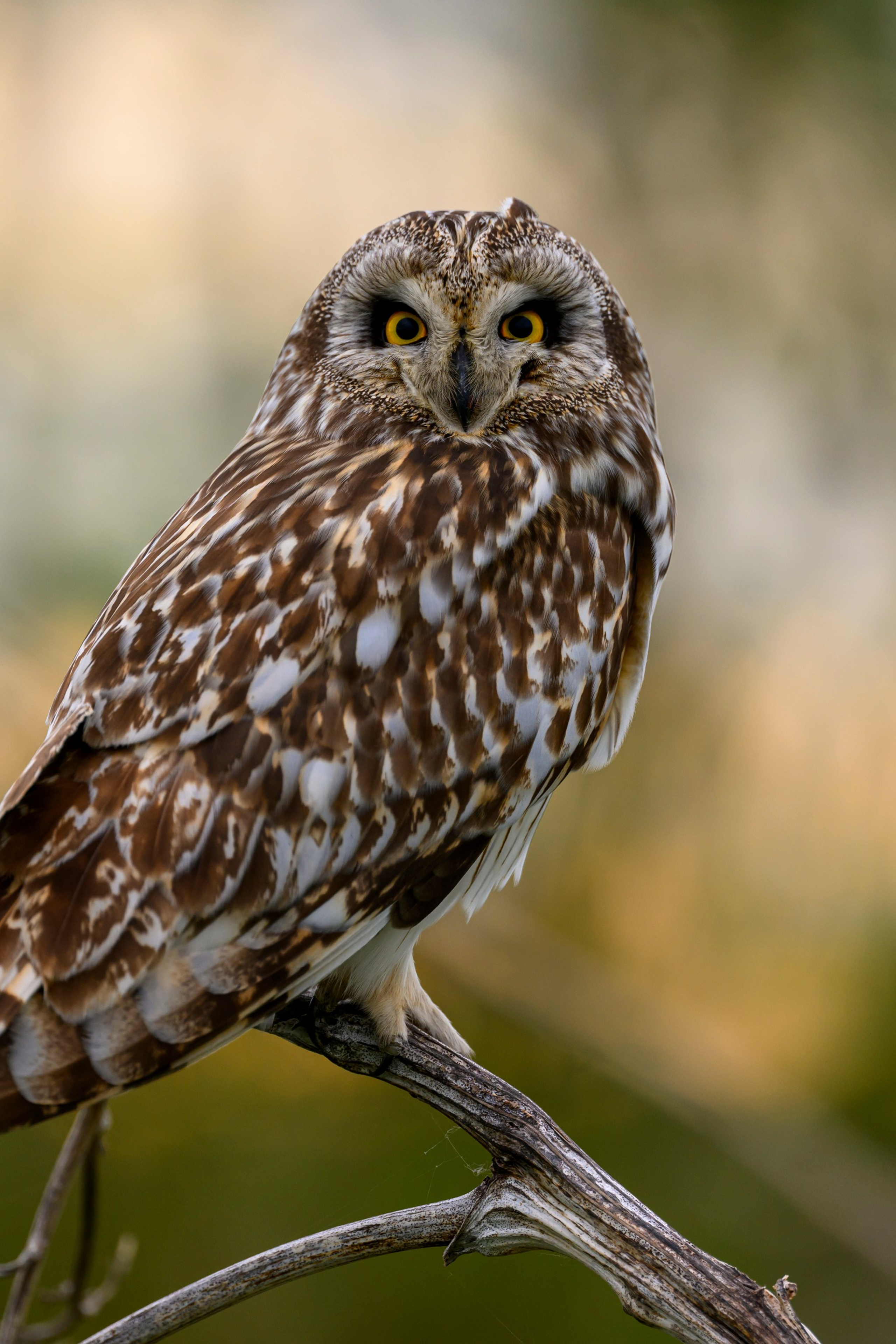 На прудах. Wildlife photography by Sergey Puponin
