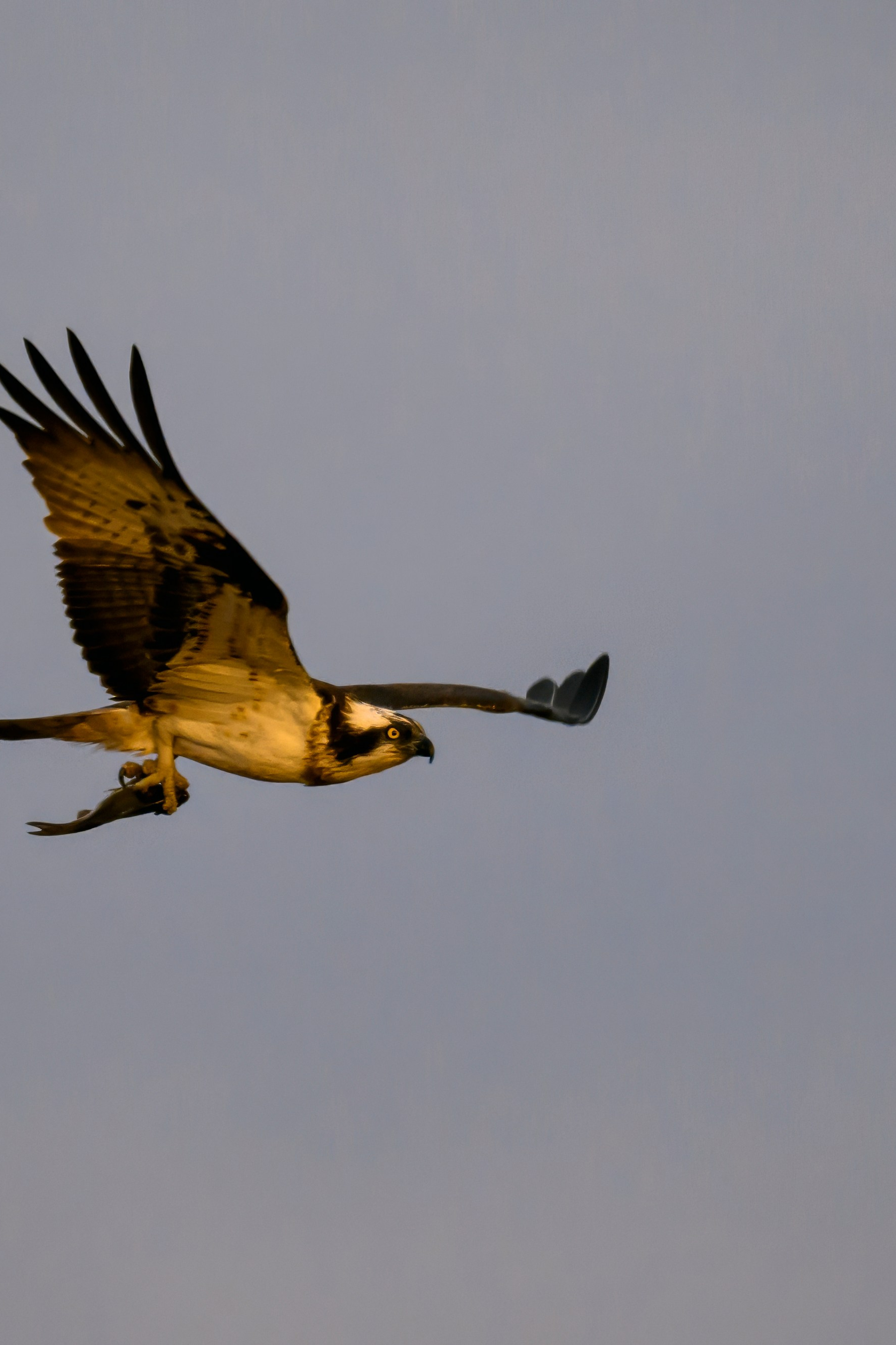 Фотограф Сергей Пупонин