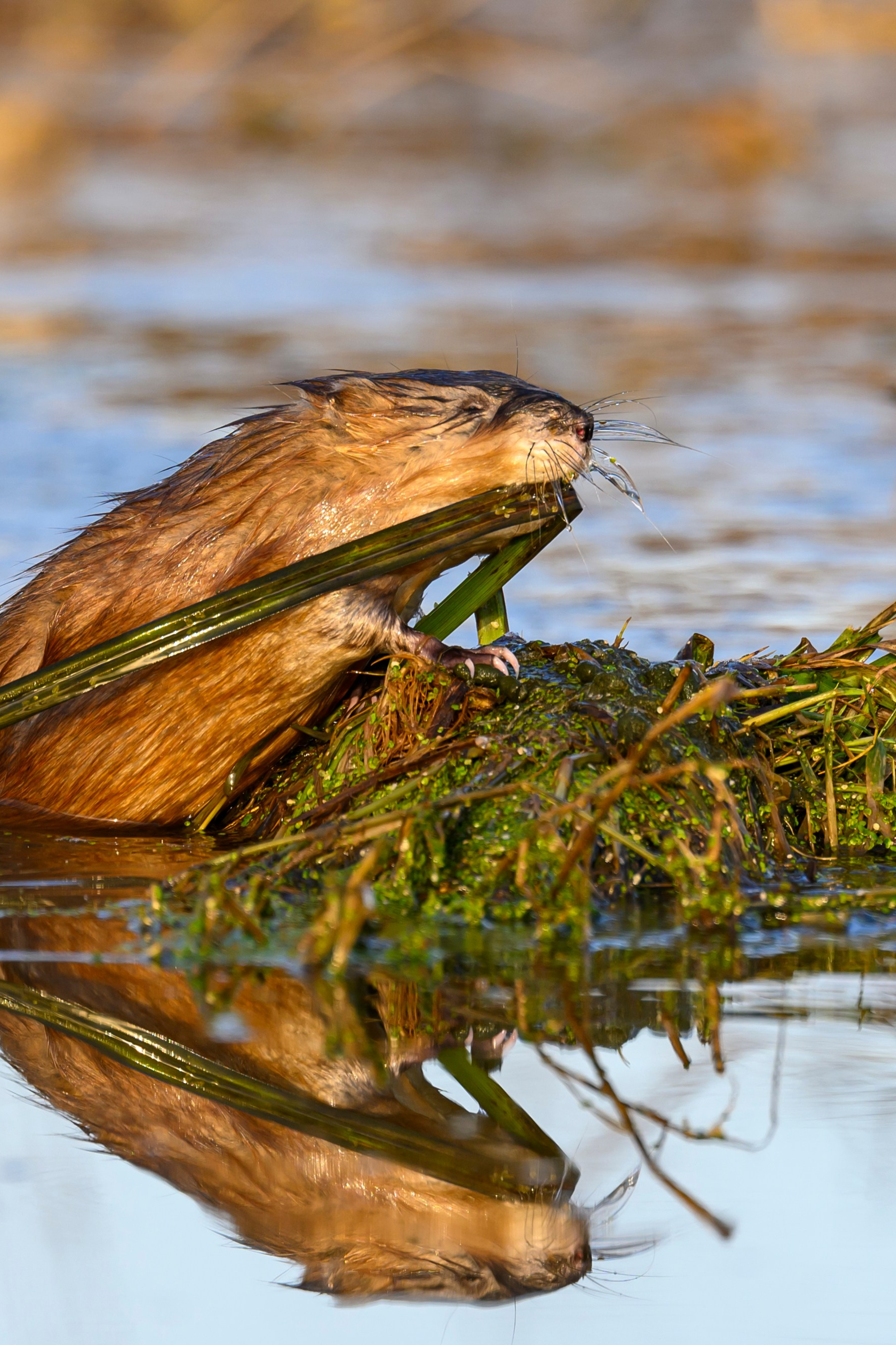 Фотограф Сергей Пупонин