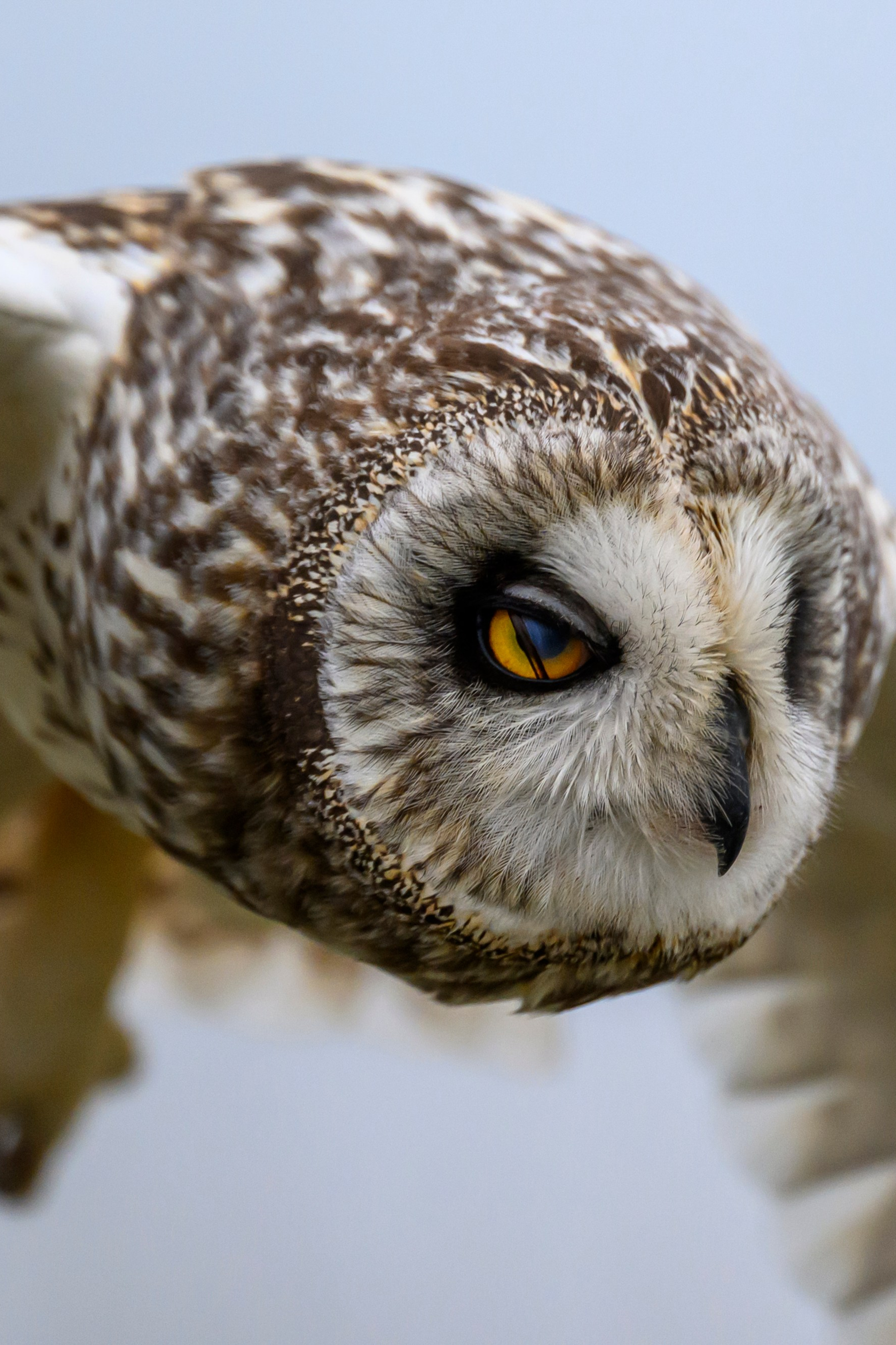 Черношейная поганка. Wildlife photography by Sergey Puponin