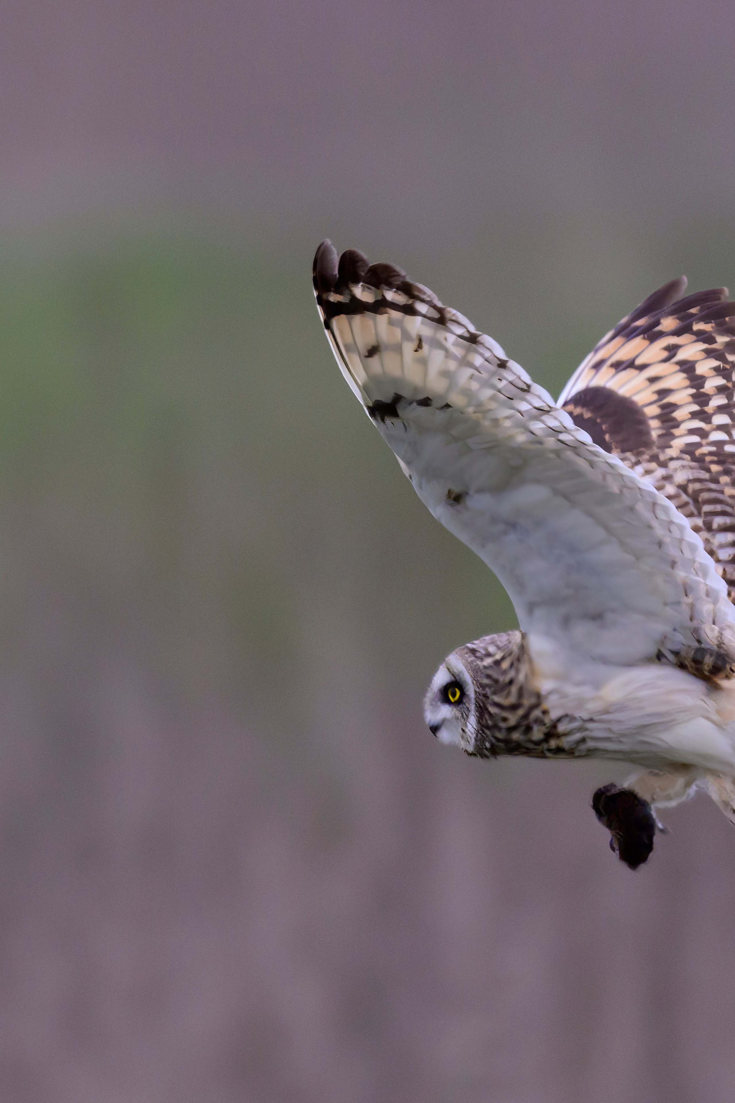 Луговой лунь. Фотограф Сергей Пупонин