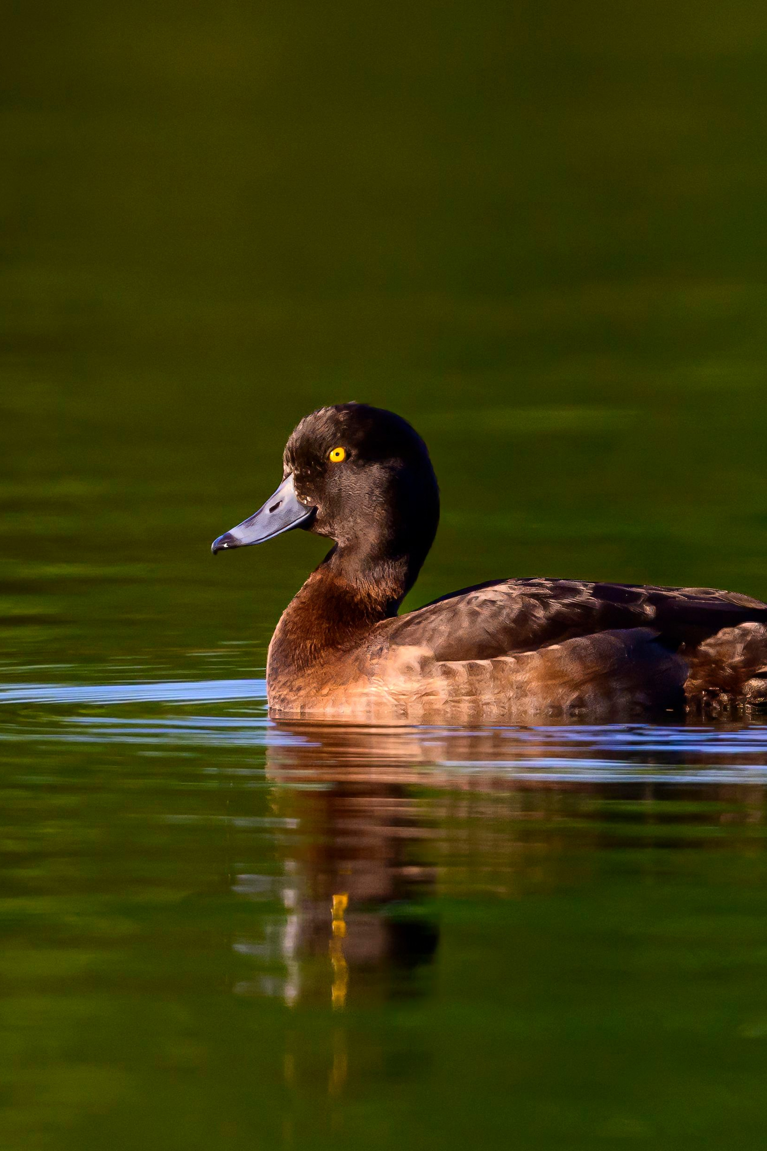 Луговой лунь. Фотограф Сергей Пупонин