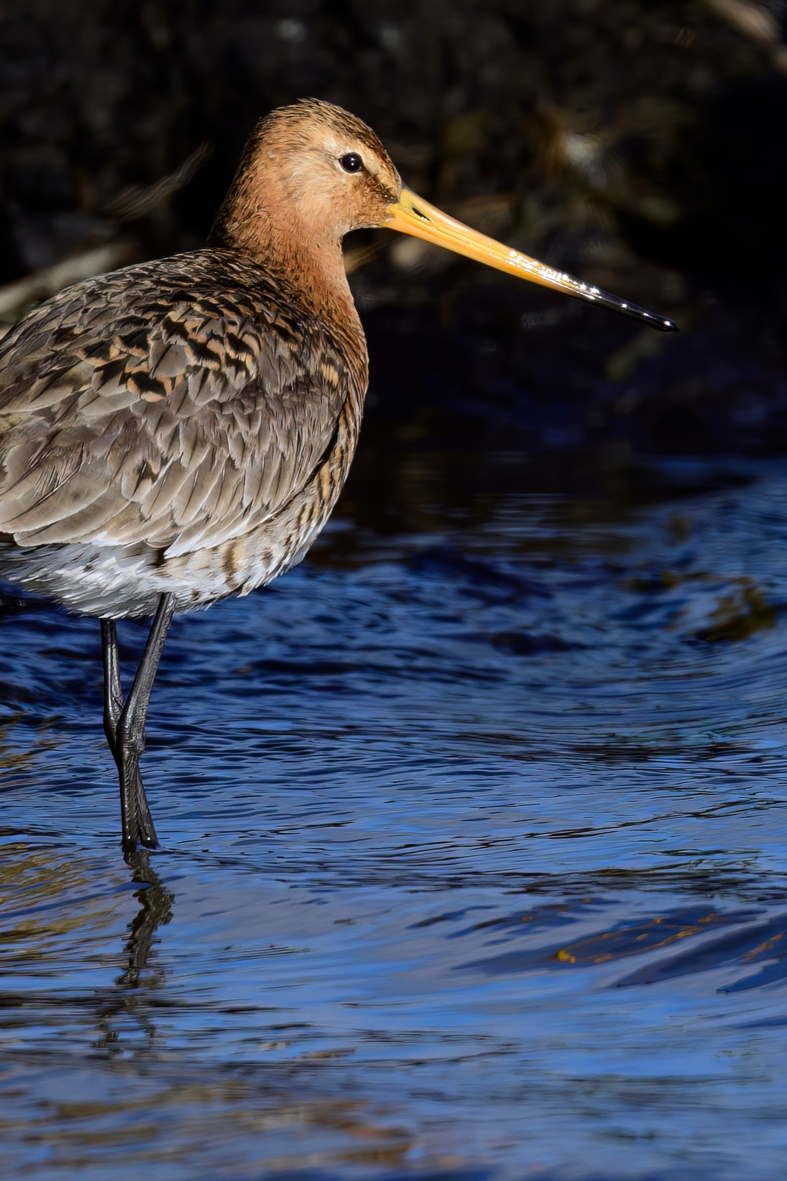 Луговой лунь. Фотограф Сергей Пупонин