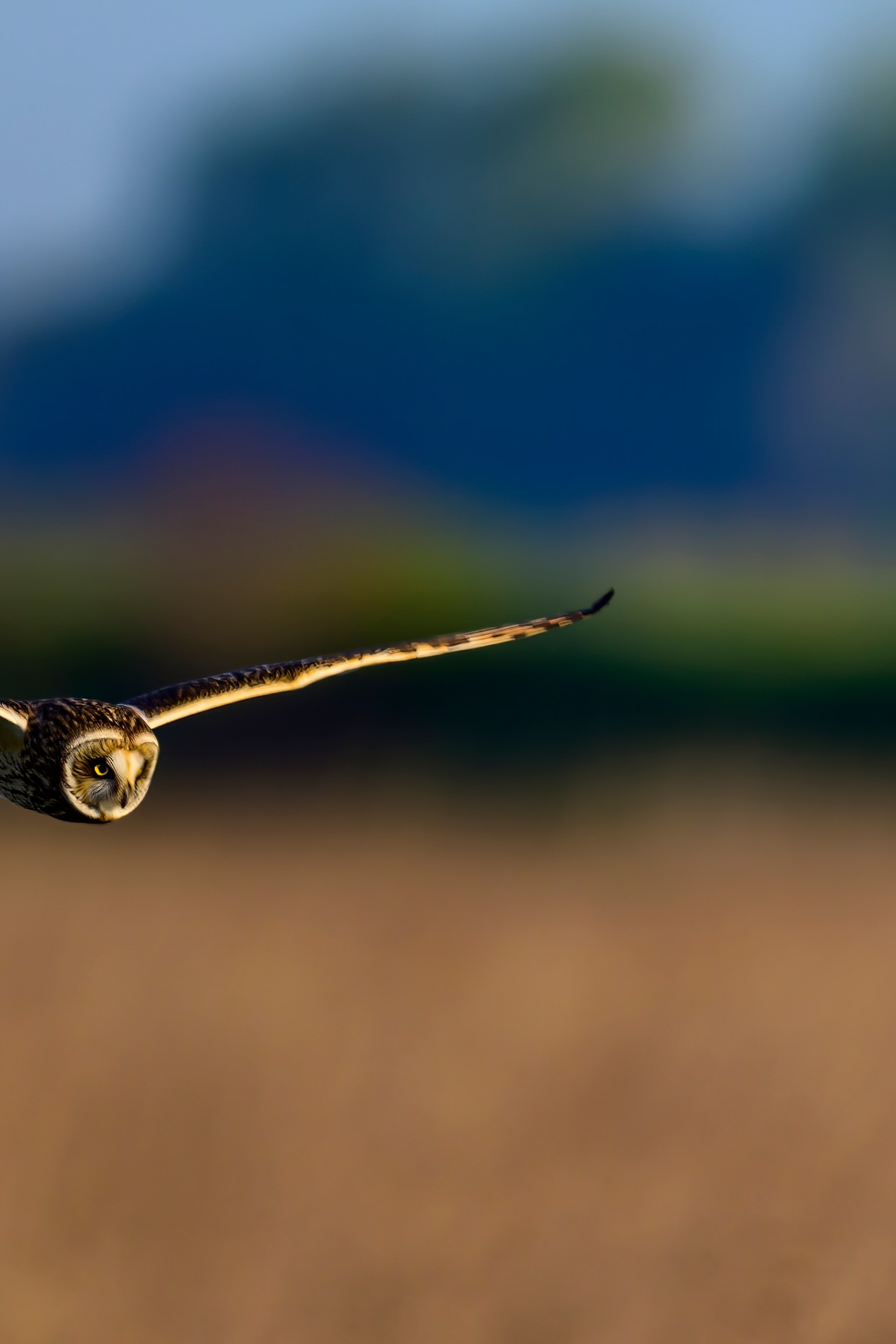 Луговой лунь. Фотограф Сергей Пупонин