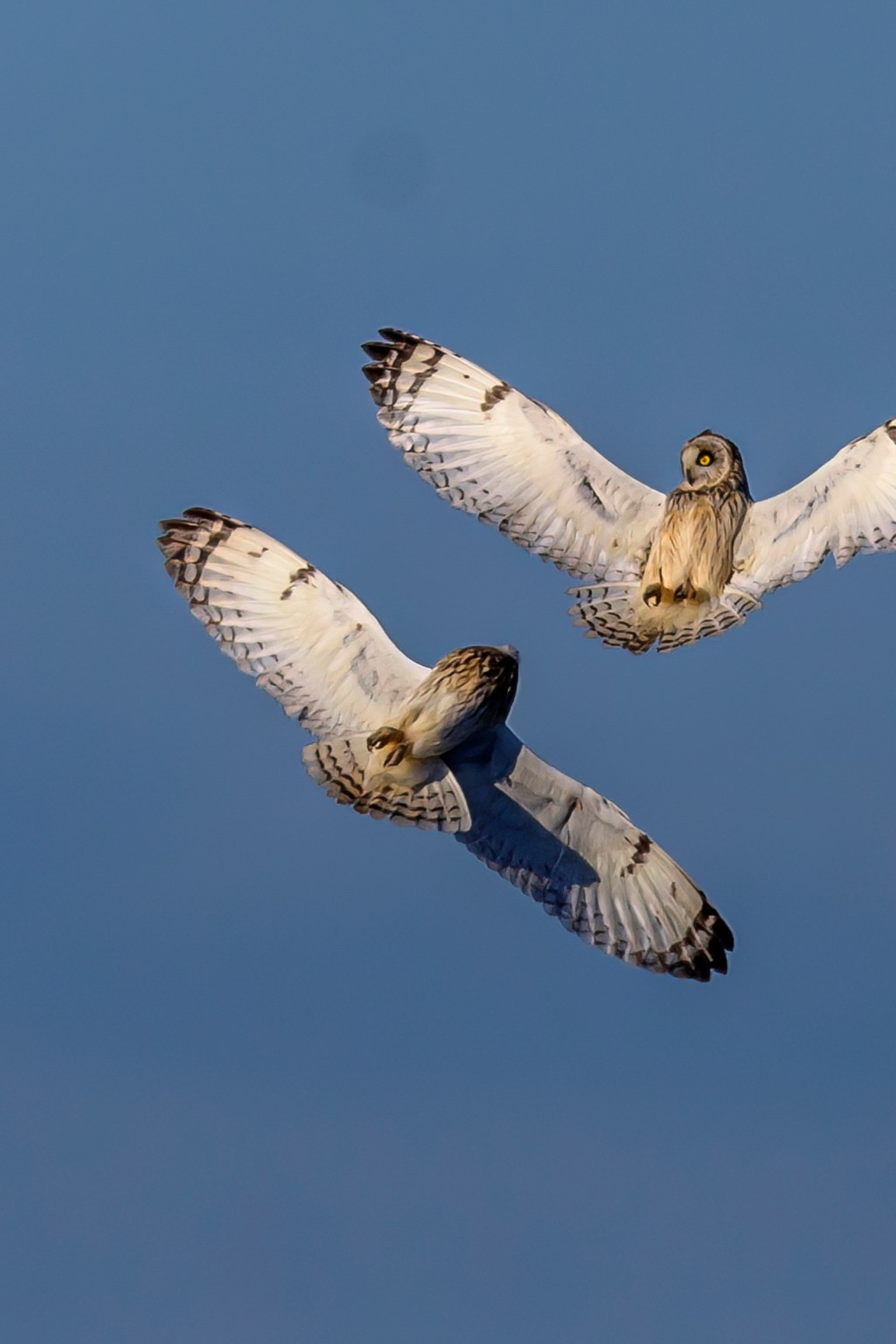 Луговой лунь. Фотограф Сергей Пупонин