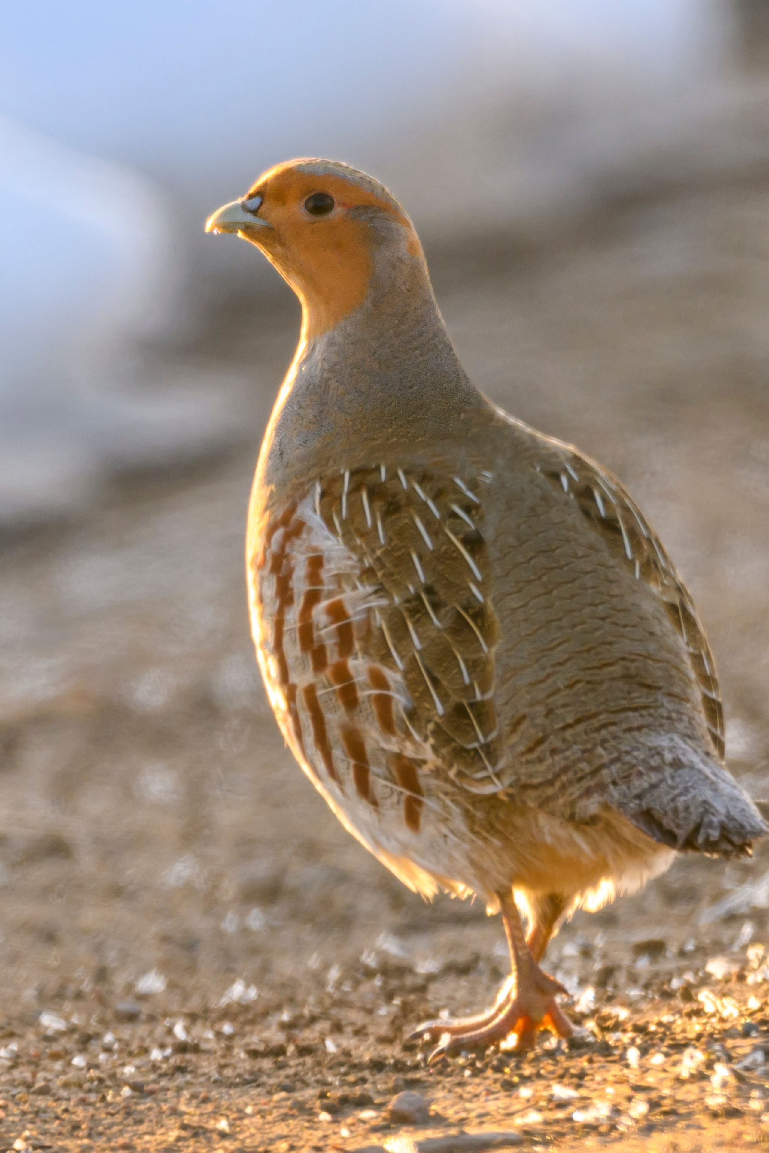 Фотограф Сергей Пупонин