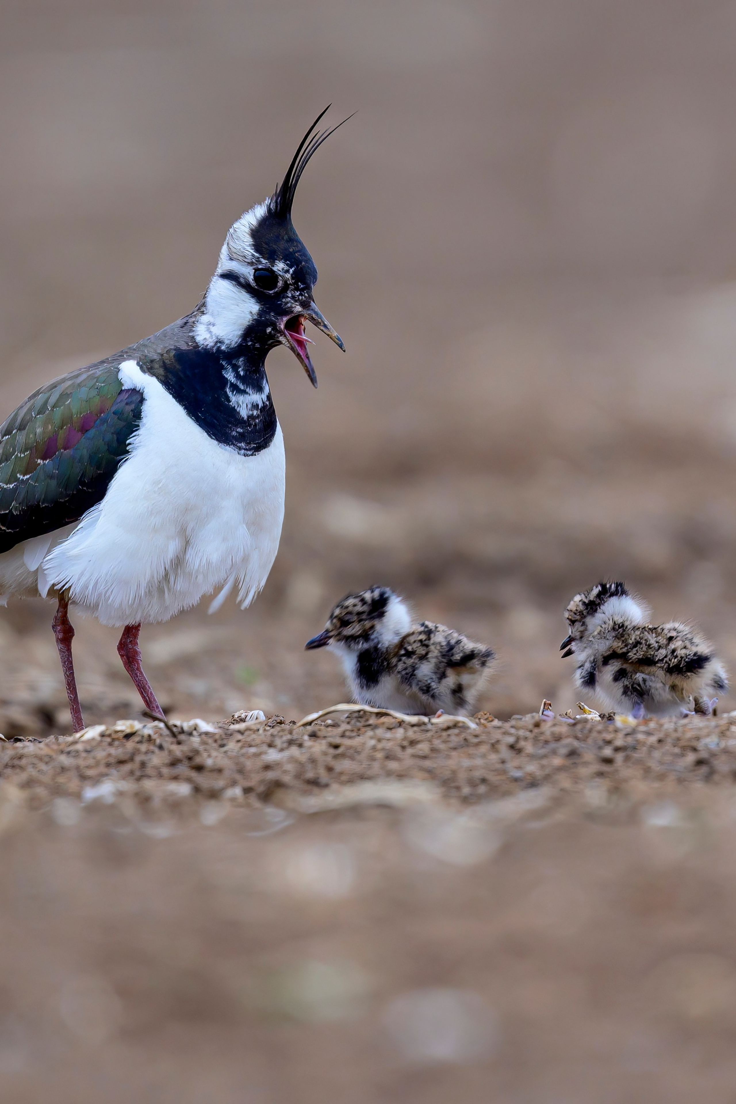 Луговой лунь. Фотограф Сергей Пупонин