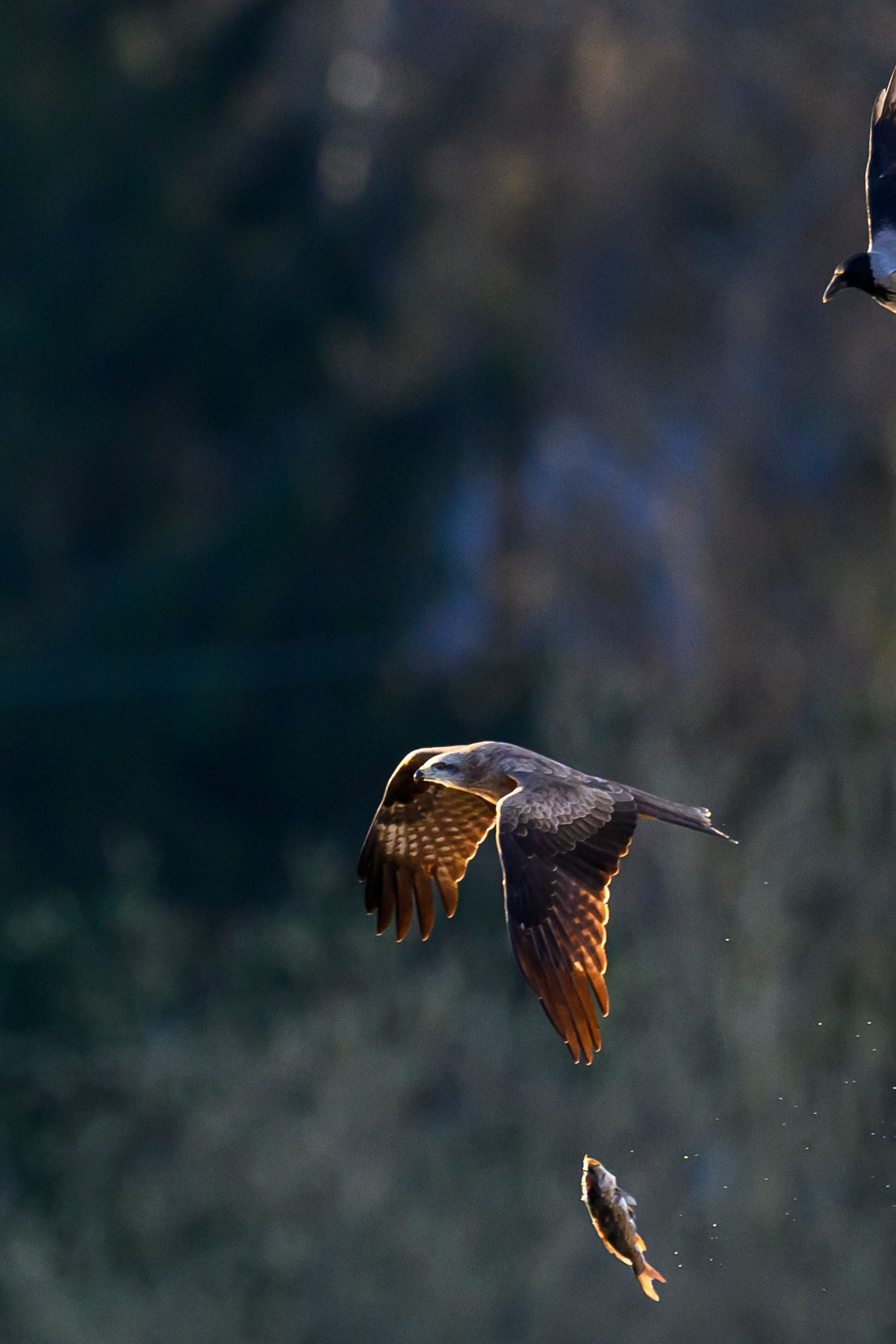 Фотограф Сергей Пупонин