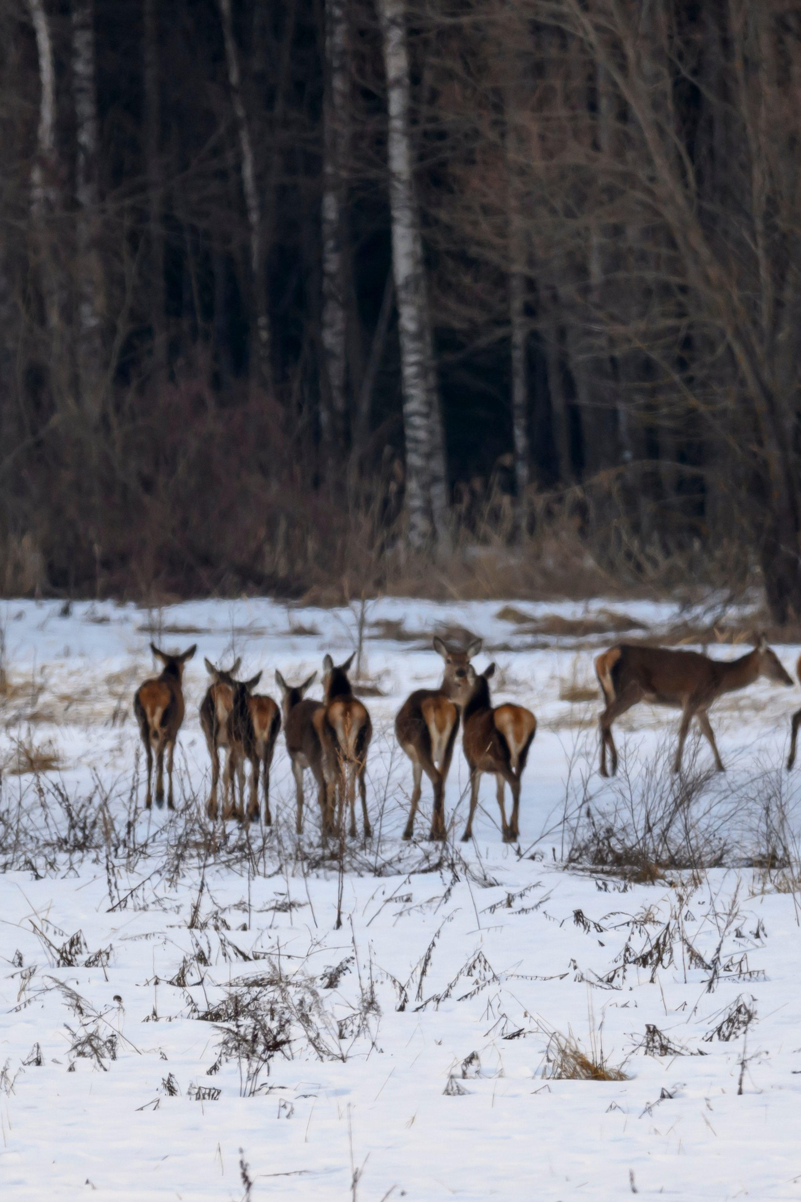 Олени и тетерева. Фотограф Сергей Пупонин