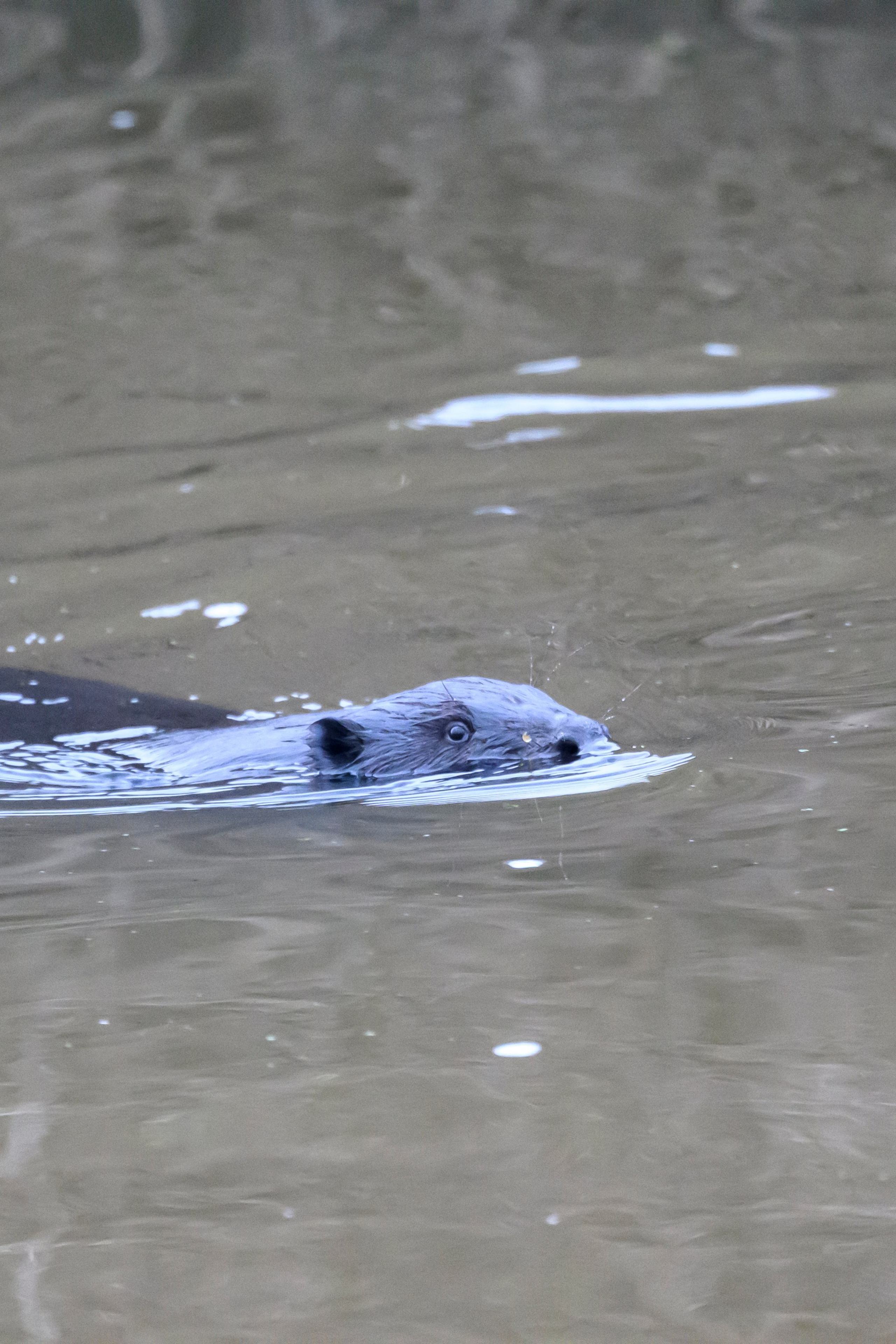 Дуплет скопы. Wildlife photography by Sergey Puponin