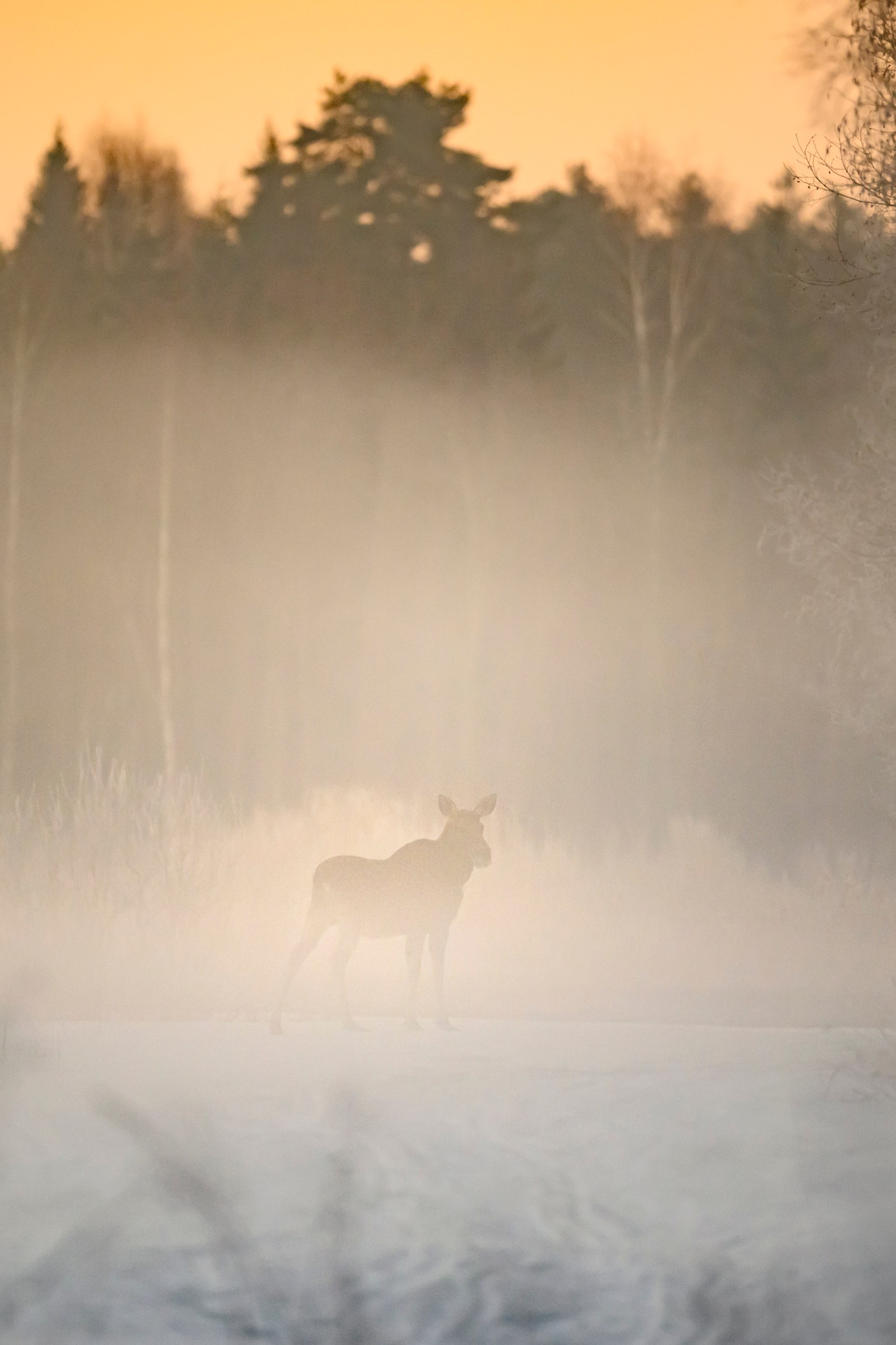 Фотограф Сергей Пупонин