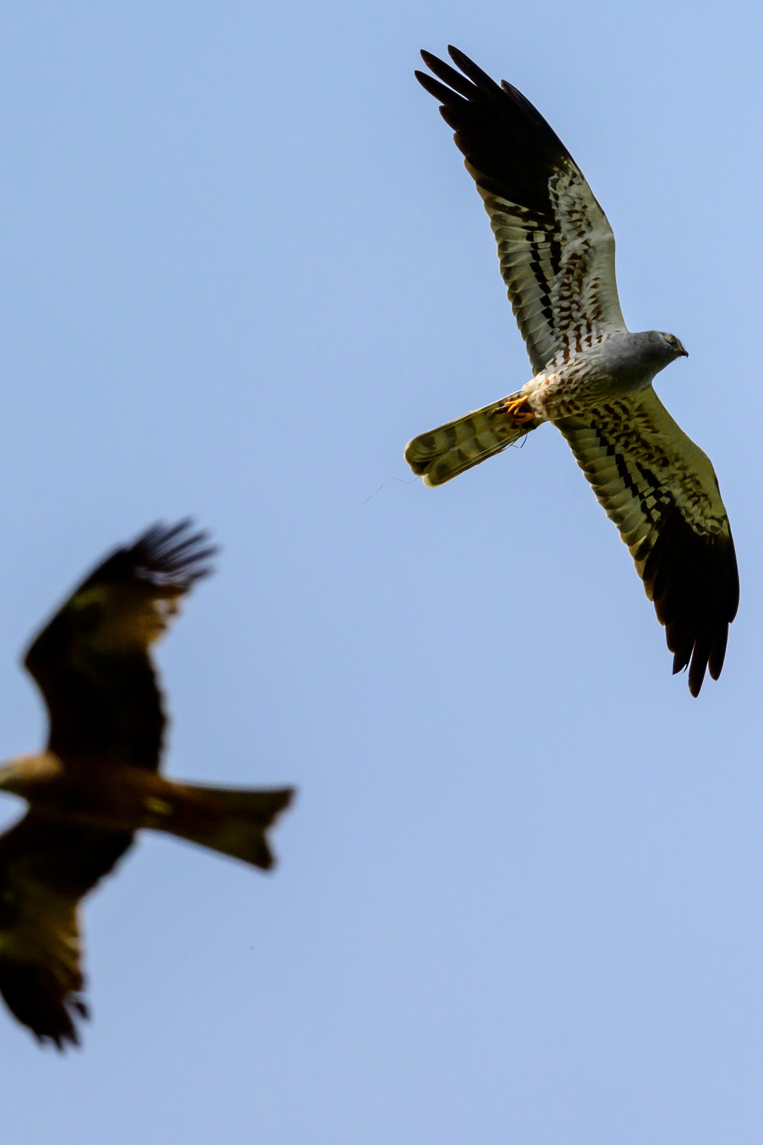 Луговой лунь. Фотограф Сергей Пупонин