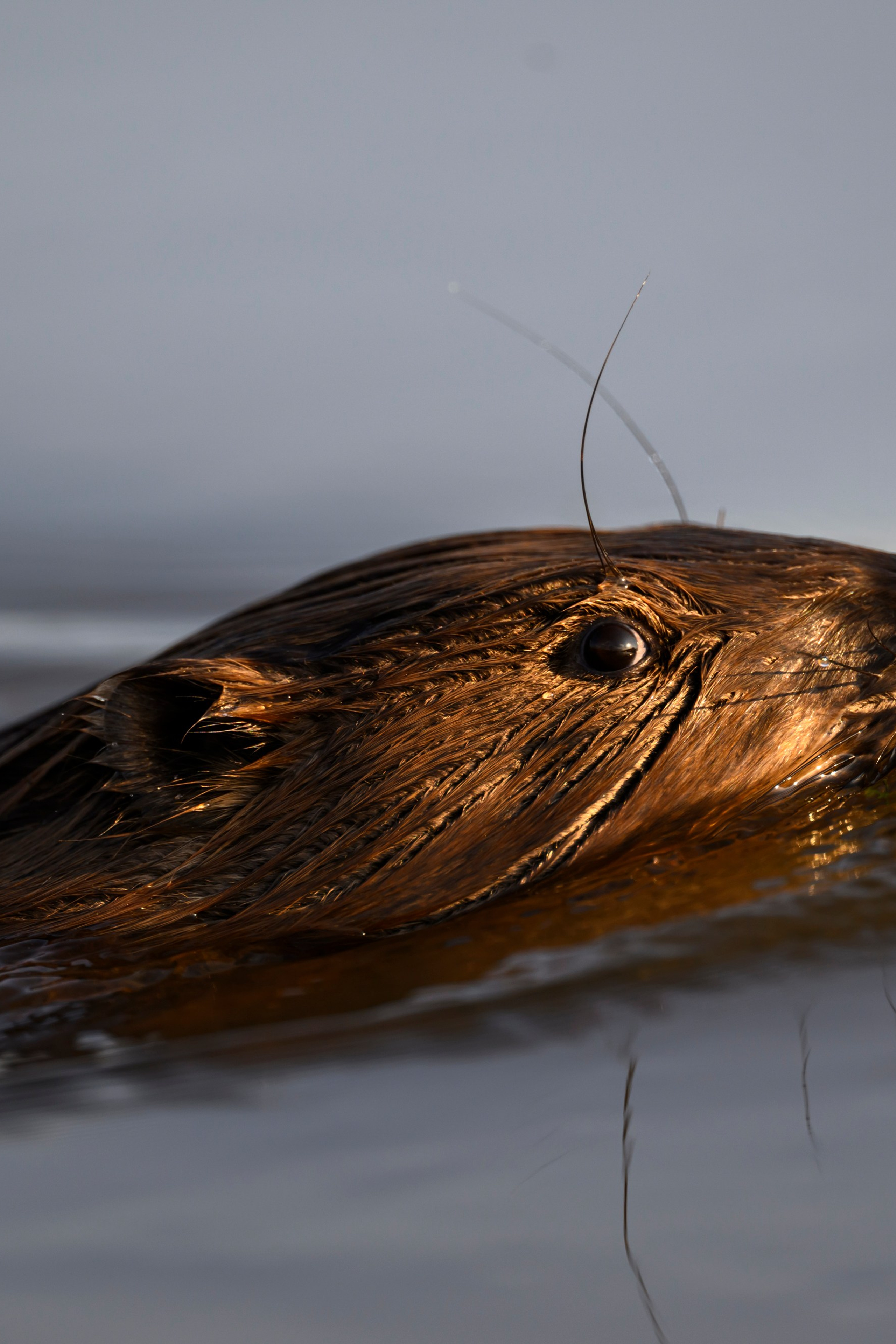 Фотограф Сергей Пупонин