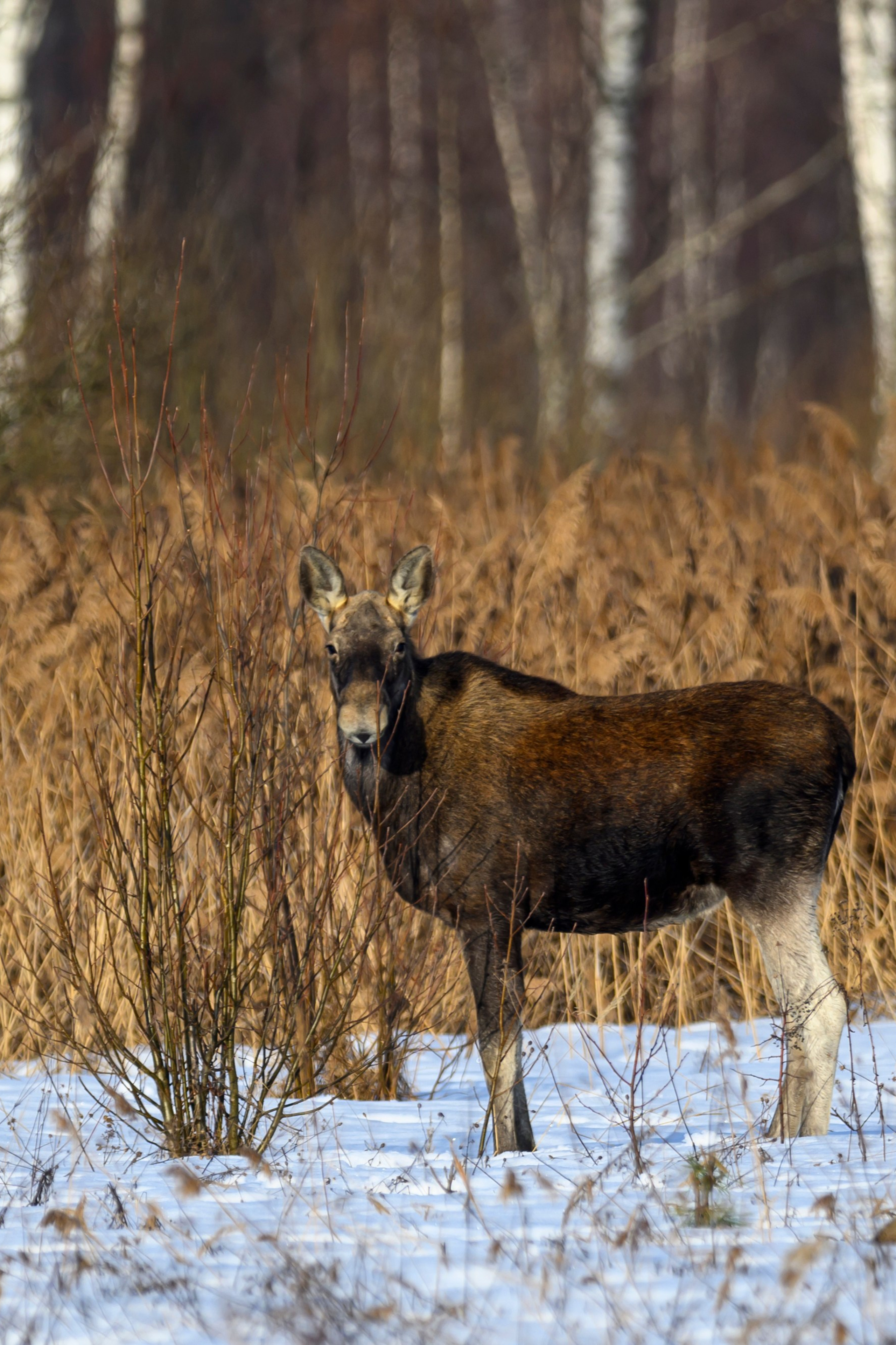 Сова в снежную бурю. Wildlife photography by Sergey Puponin
