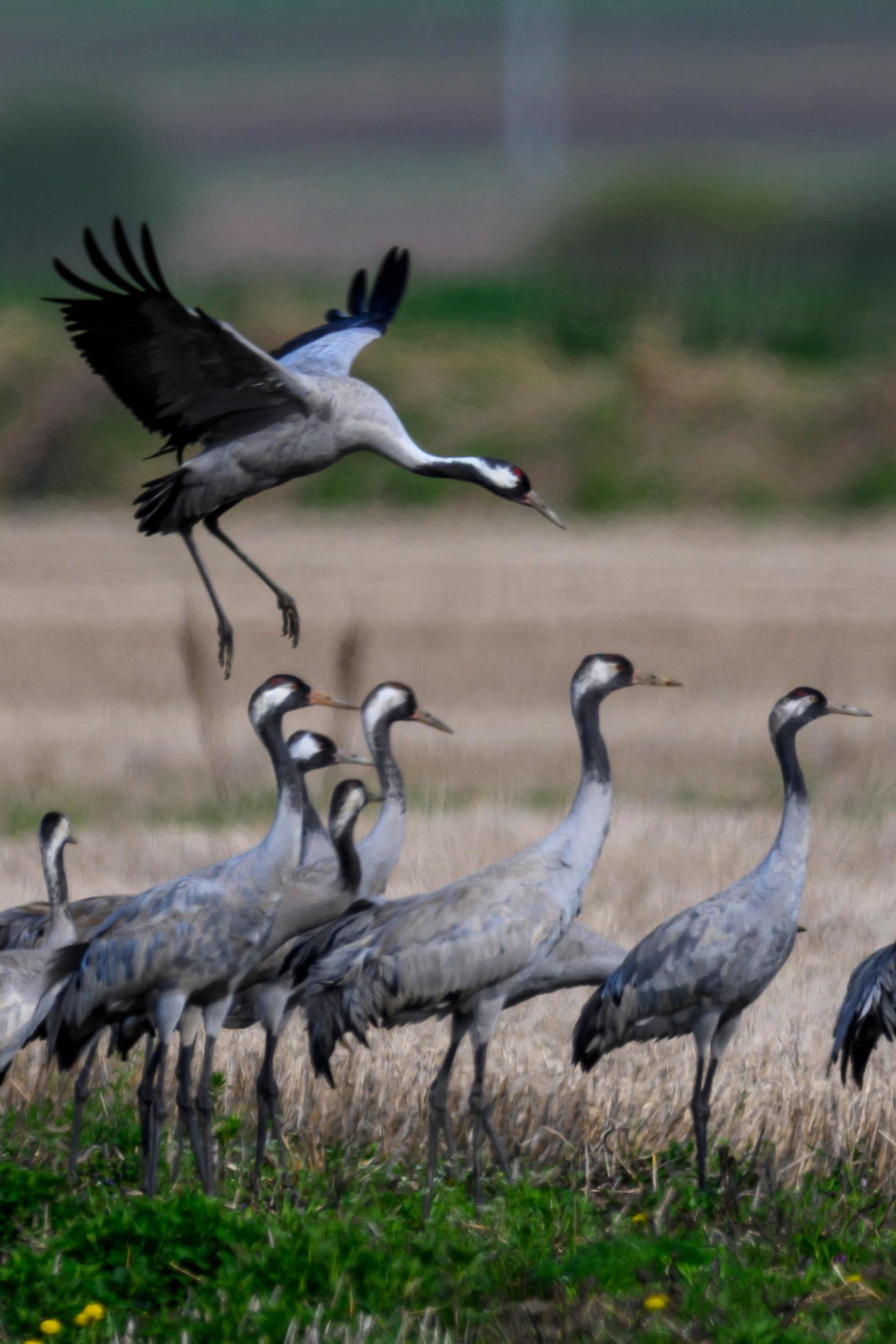 Болотные совы и лунь. Wildlife photography by Sergey Puponin