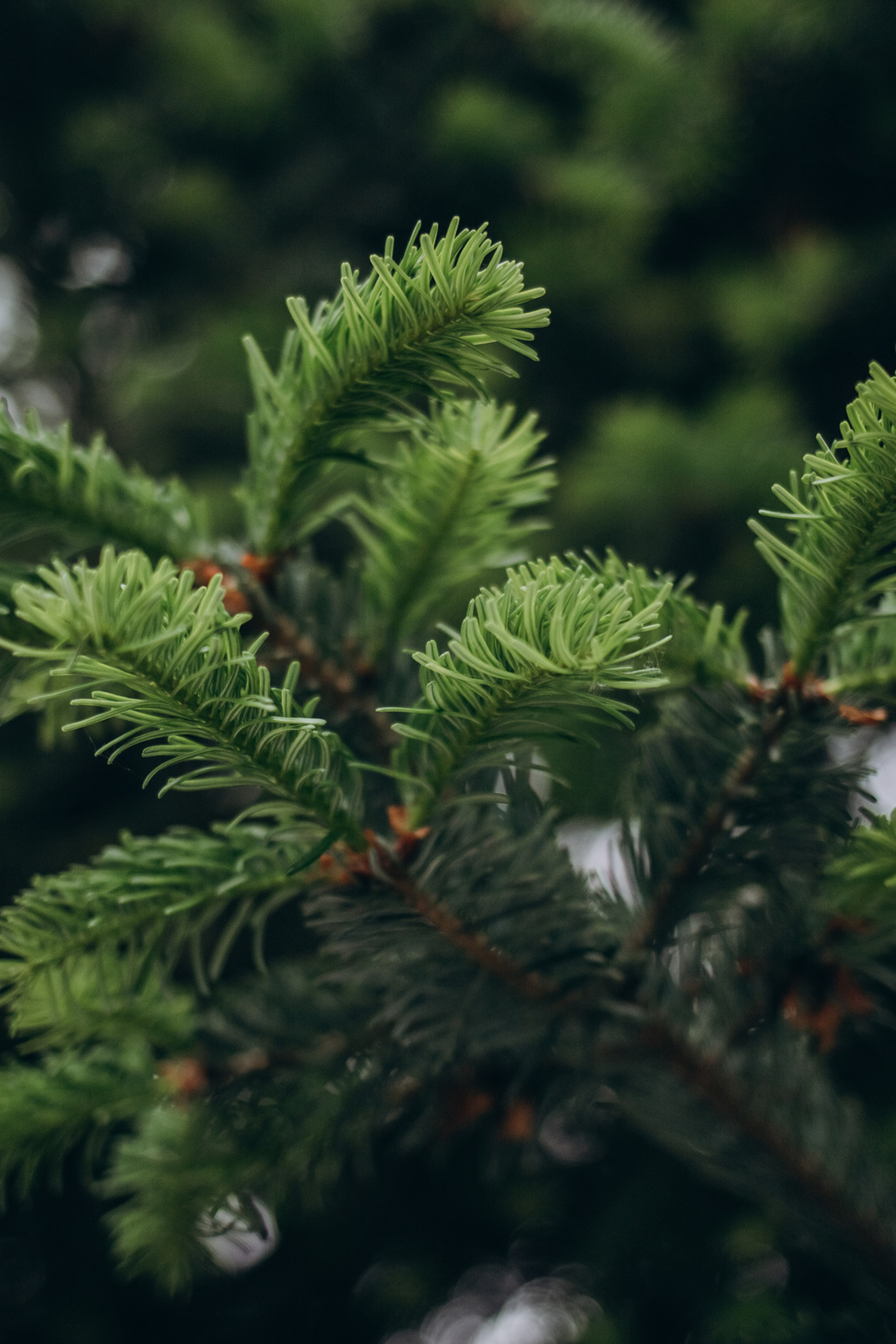 Отзывы. Фотограф Новокубанск Армавир Федосеева Алина