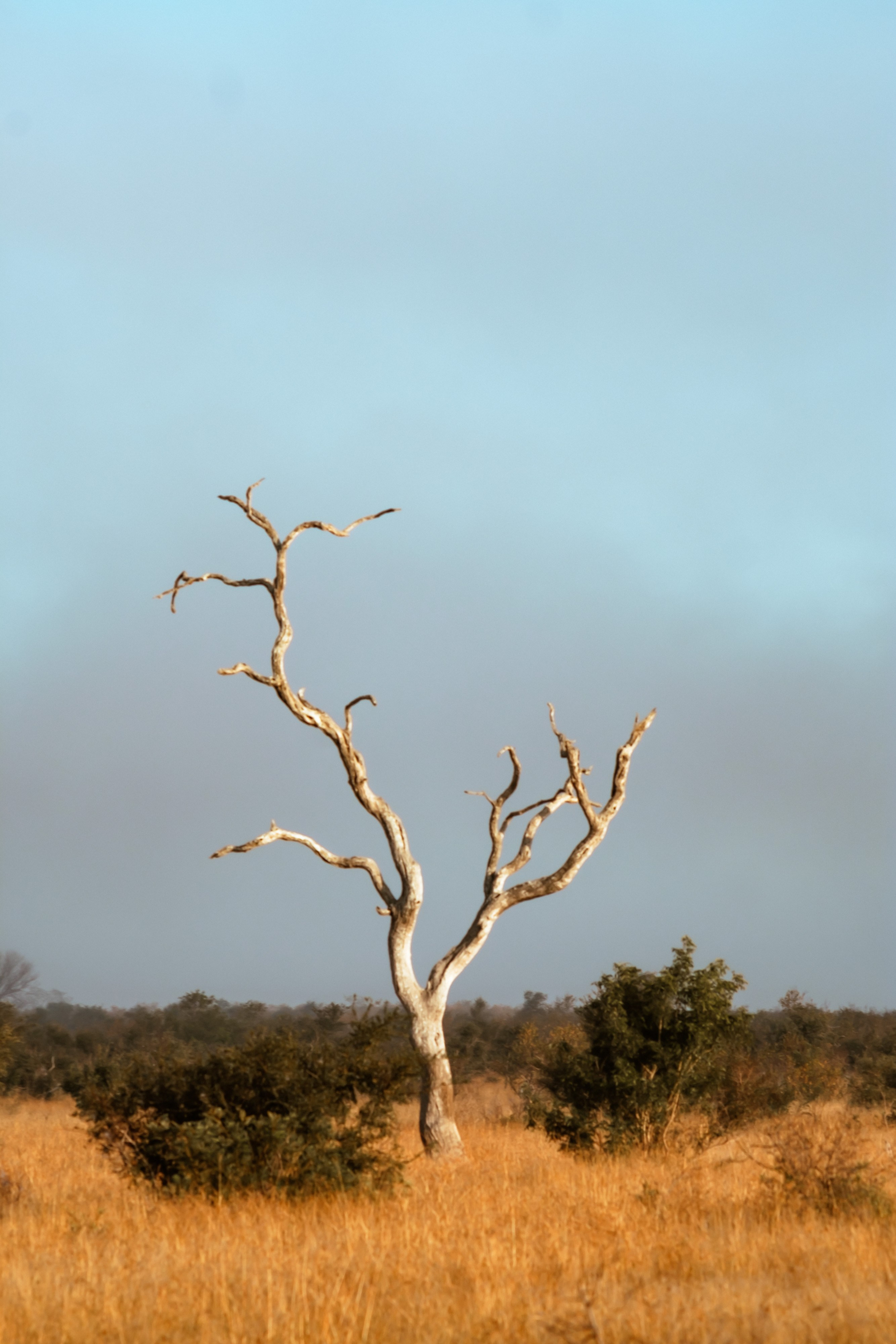 ЮАР. Крюгер-парк