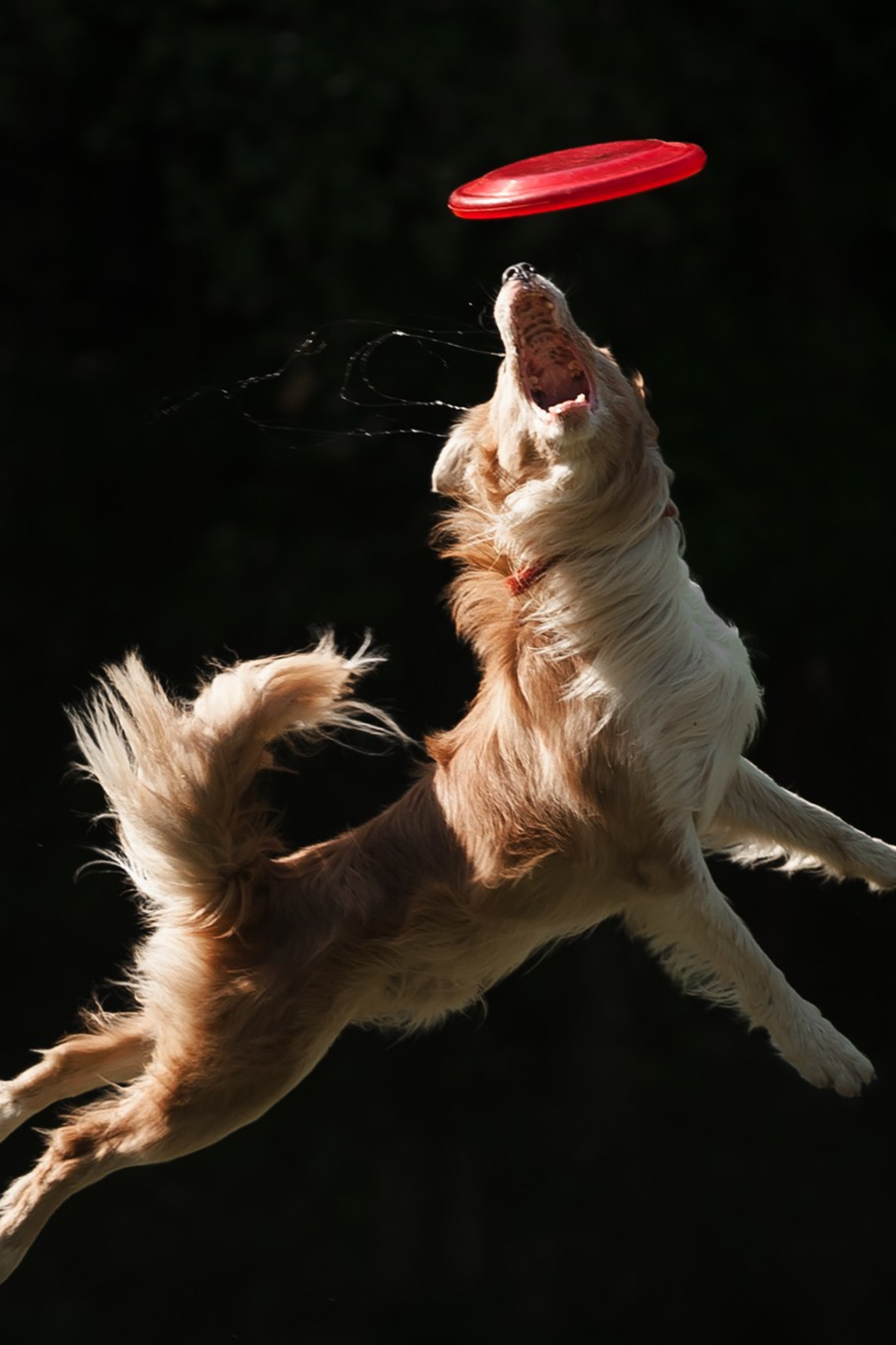 Happy Halloween!. Фотограф собак, фотограф-анималист Аня Титова (Titanya). Москва