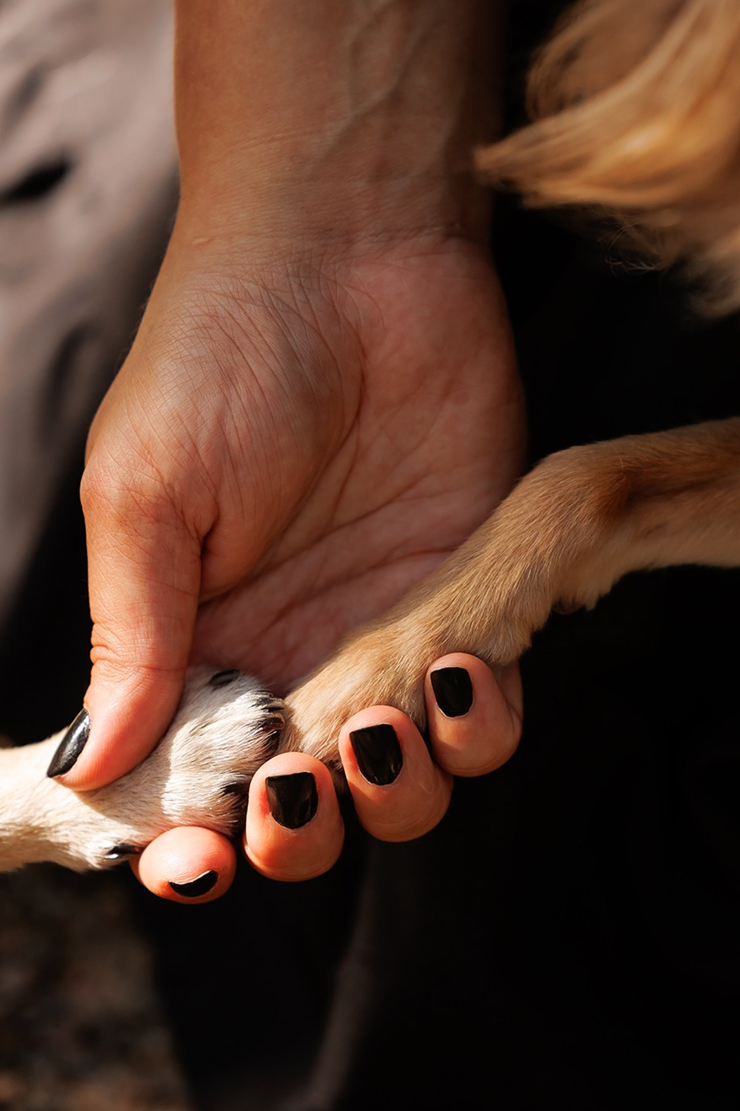 Happy Halloween!. Фотограф собак, фотограф-анималист Аня Титова (Titanya). Москва