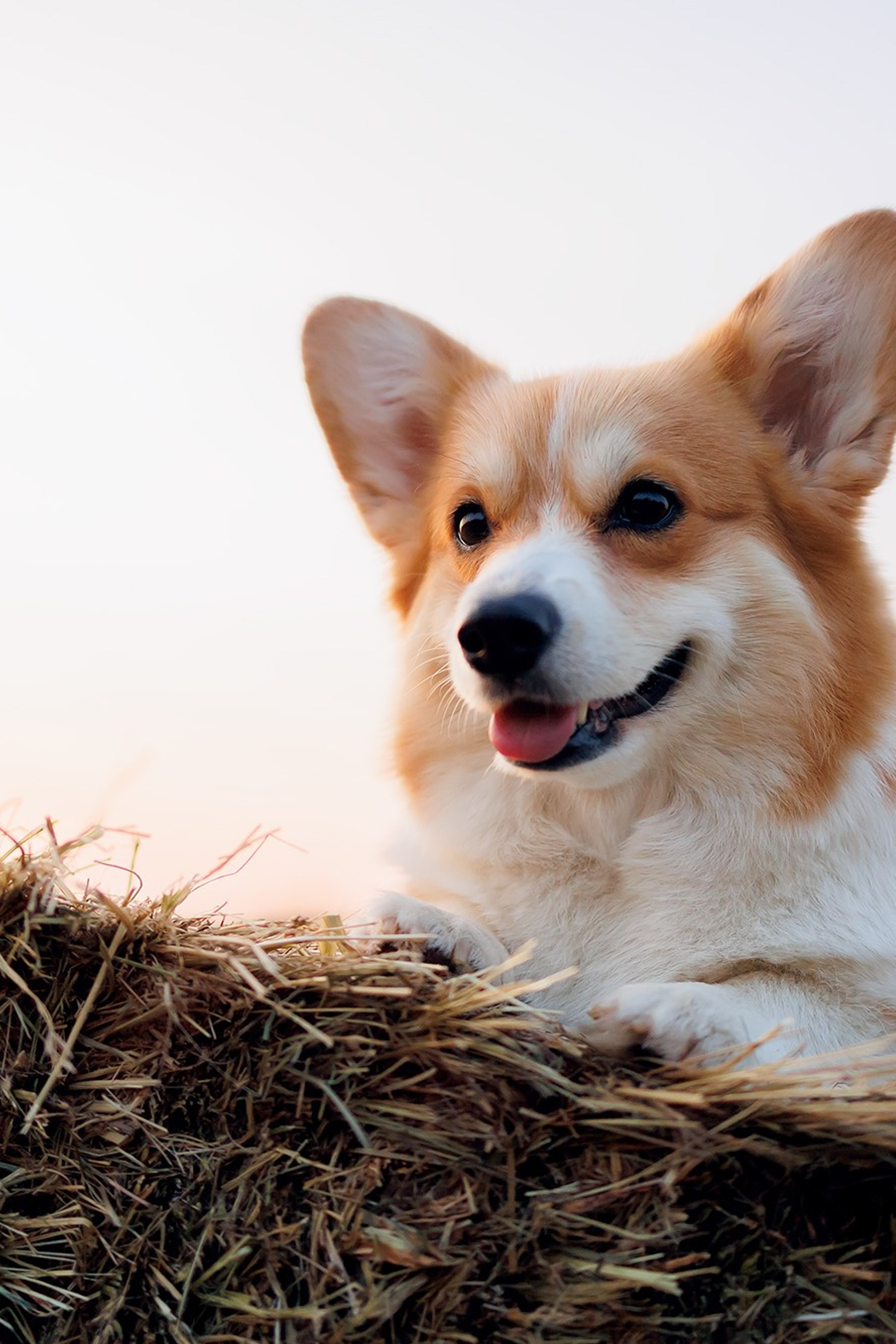 Happy Halloween!. Фотограф собак, фотограф-анималист Аня Титова (Titanya). Москва
