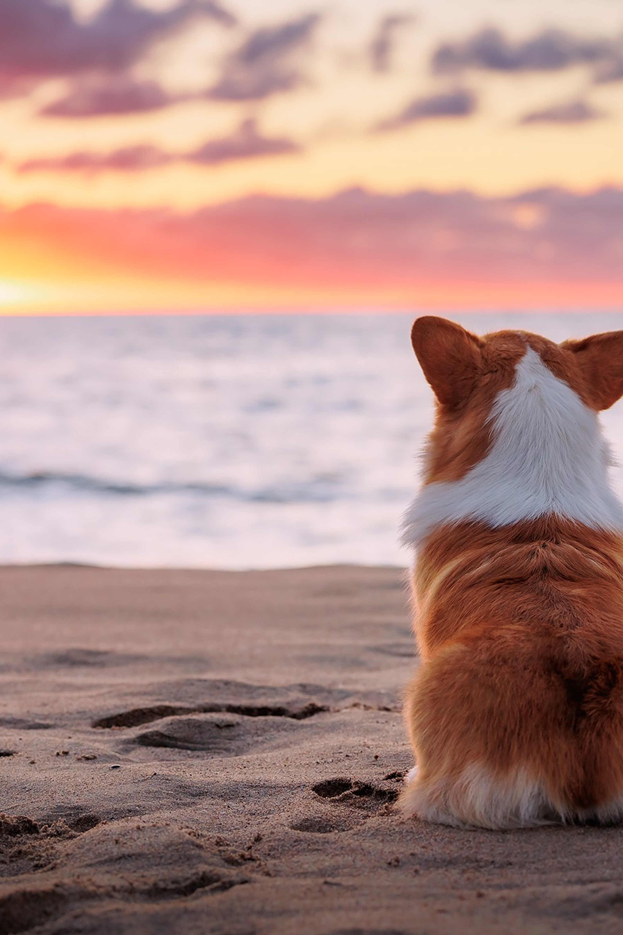 Happy Halloween!. Фотограф собак, фотограф-анималист Аня Титова (Titanya). Москва