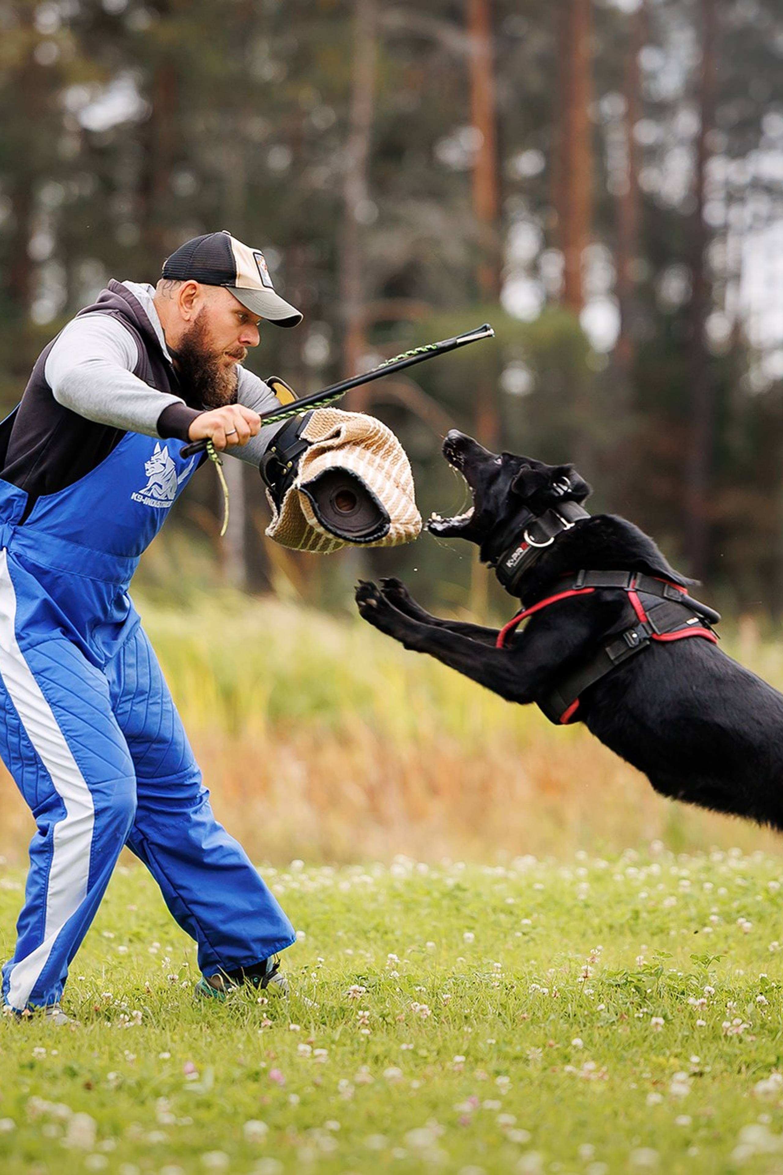 Happy Halloween!. Фотограф собак, фотограф-анималист Аня Титова (Titanya). Москва