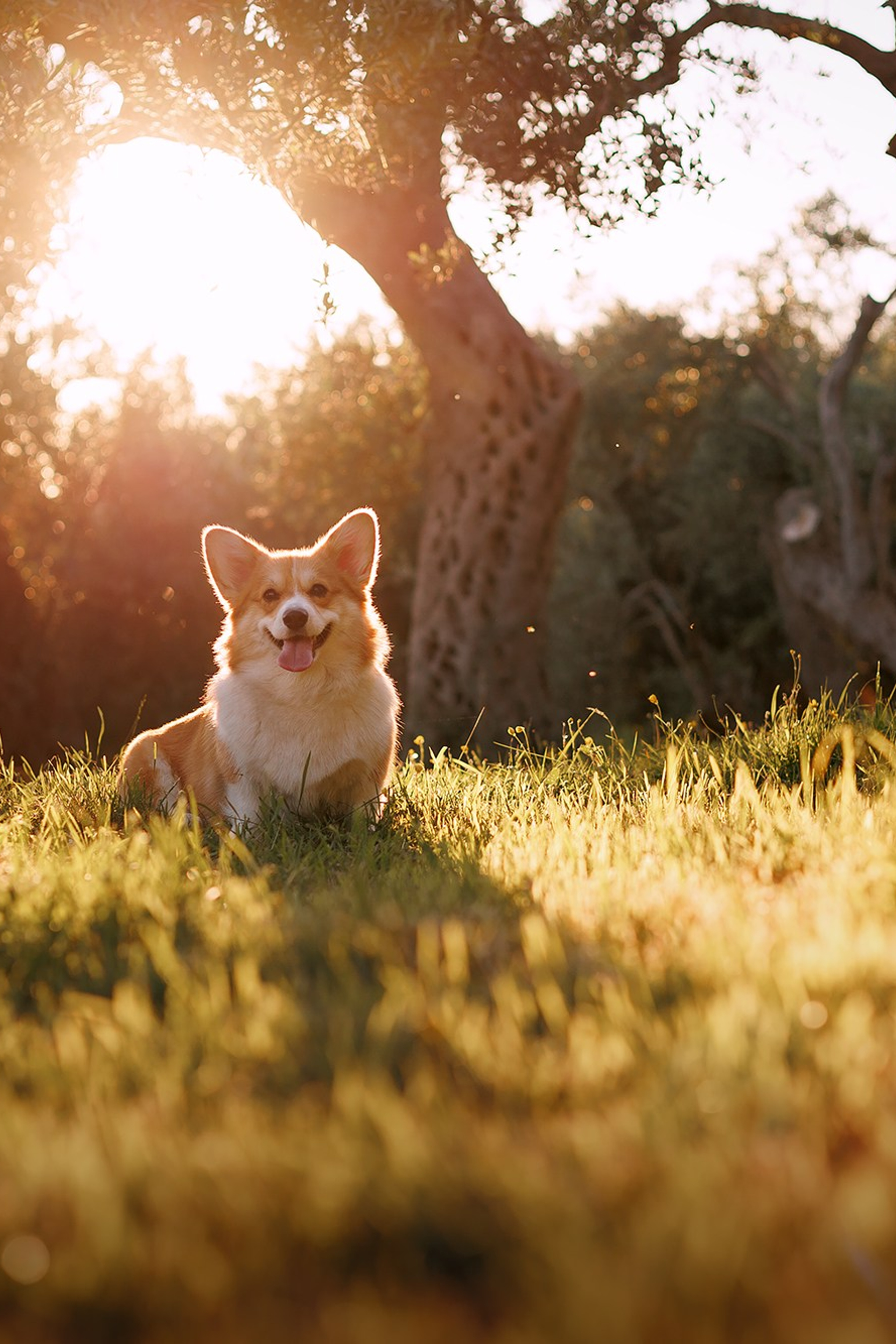 Happy Halloween!. Фотограф собак, фотограф-анималист Аня Титова (Titanya). Москва