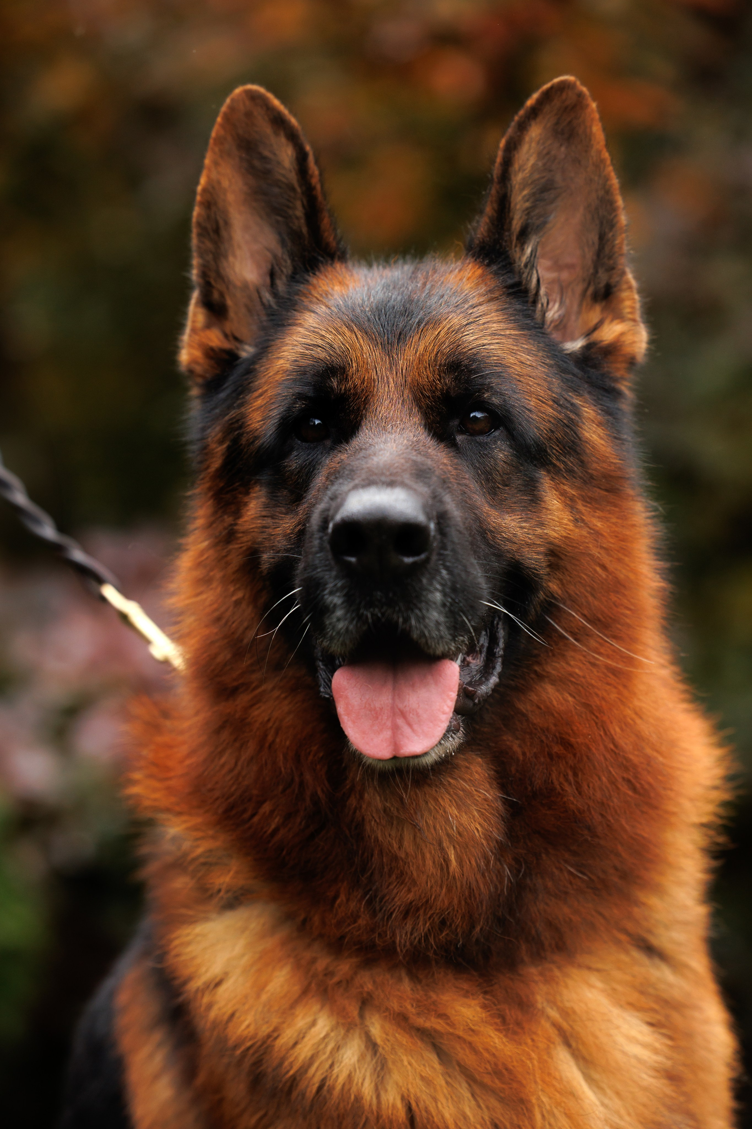 Happy Halloween!. Фотограф собак, фотограф-анималист Аня Титова (Titanya). Москва