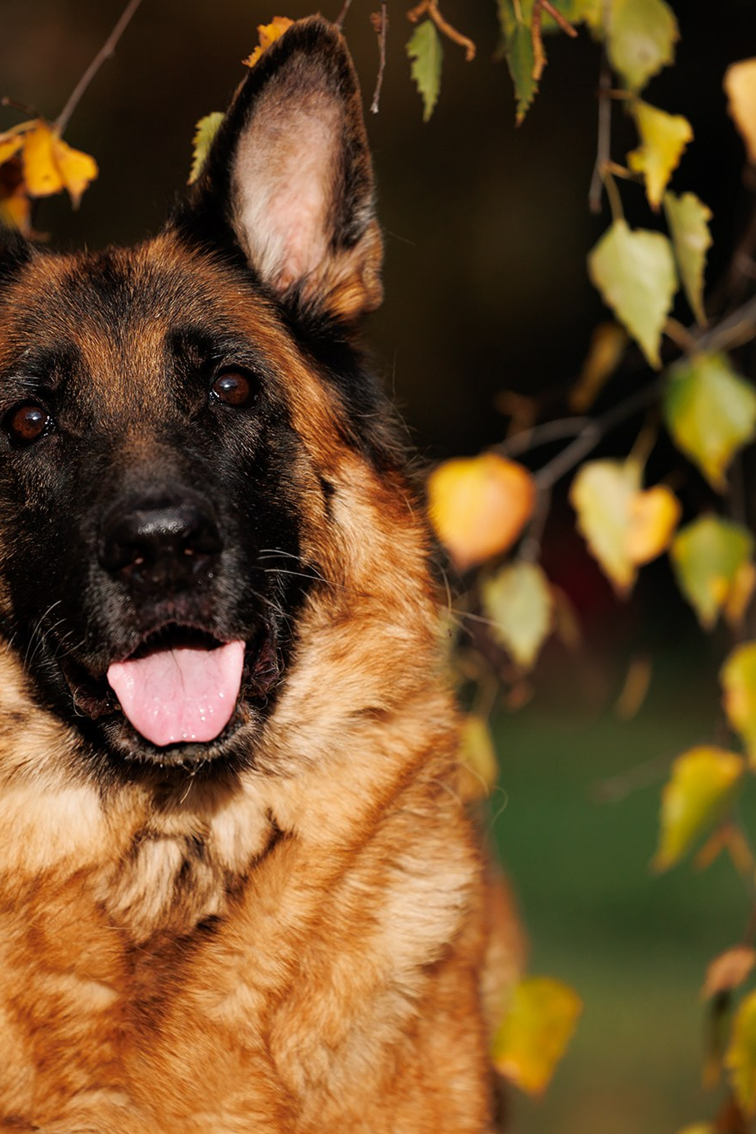 Осторожно, превышение уровня милоты!. Фотограф собак, фотограф-анималист Аня Титова (Titanya). Москва