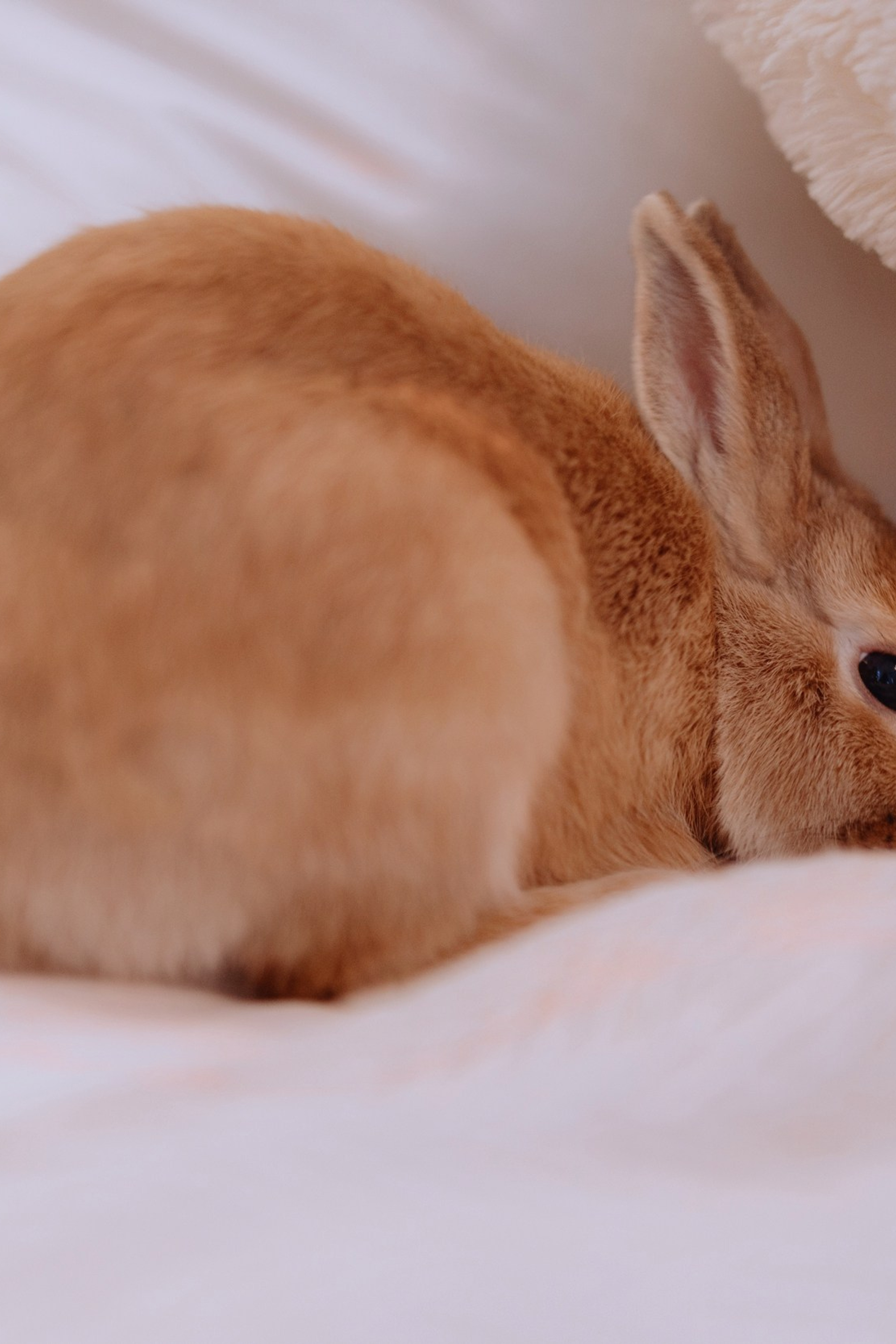 студийная семейная фотосессия без постановки