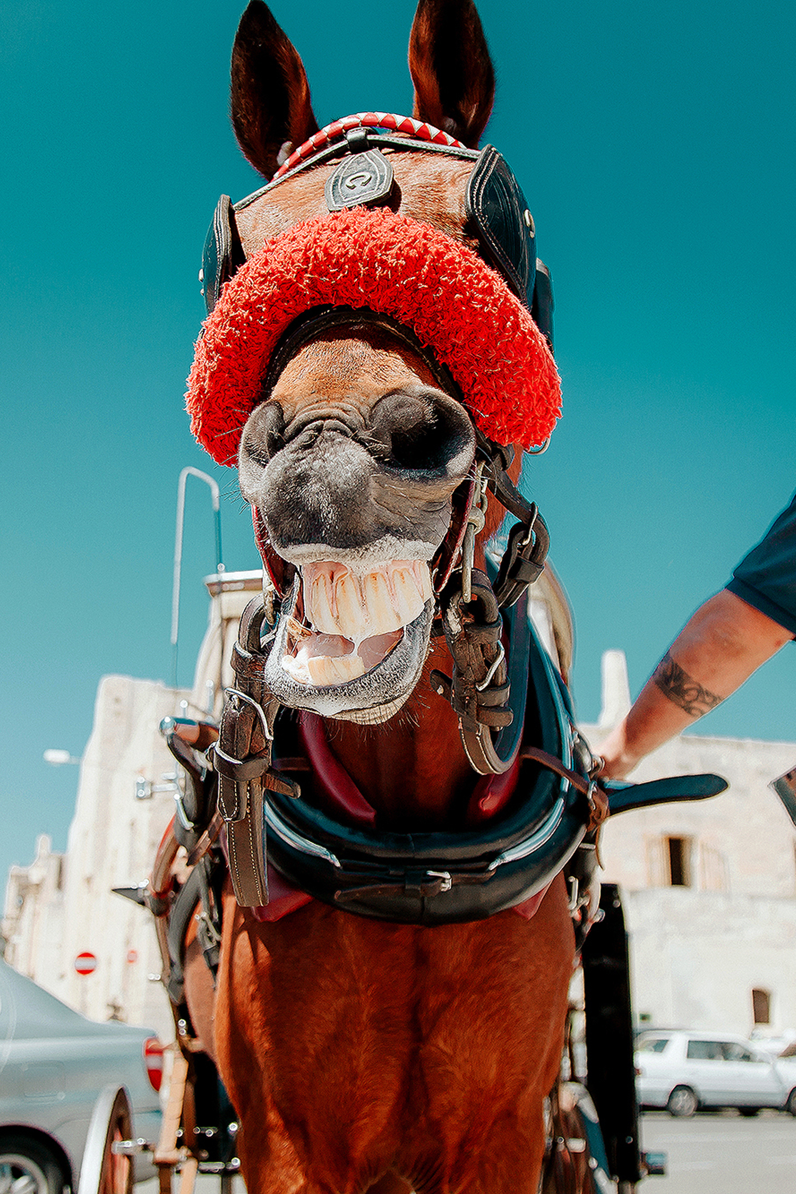 МАРТИН И СНЕЖАННА. СВАДЕБНЫЙ ФОТОГРАФ НАТАЛИКА
