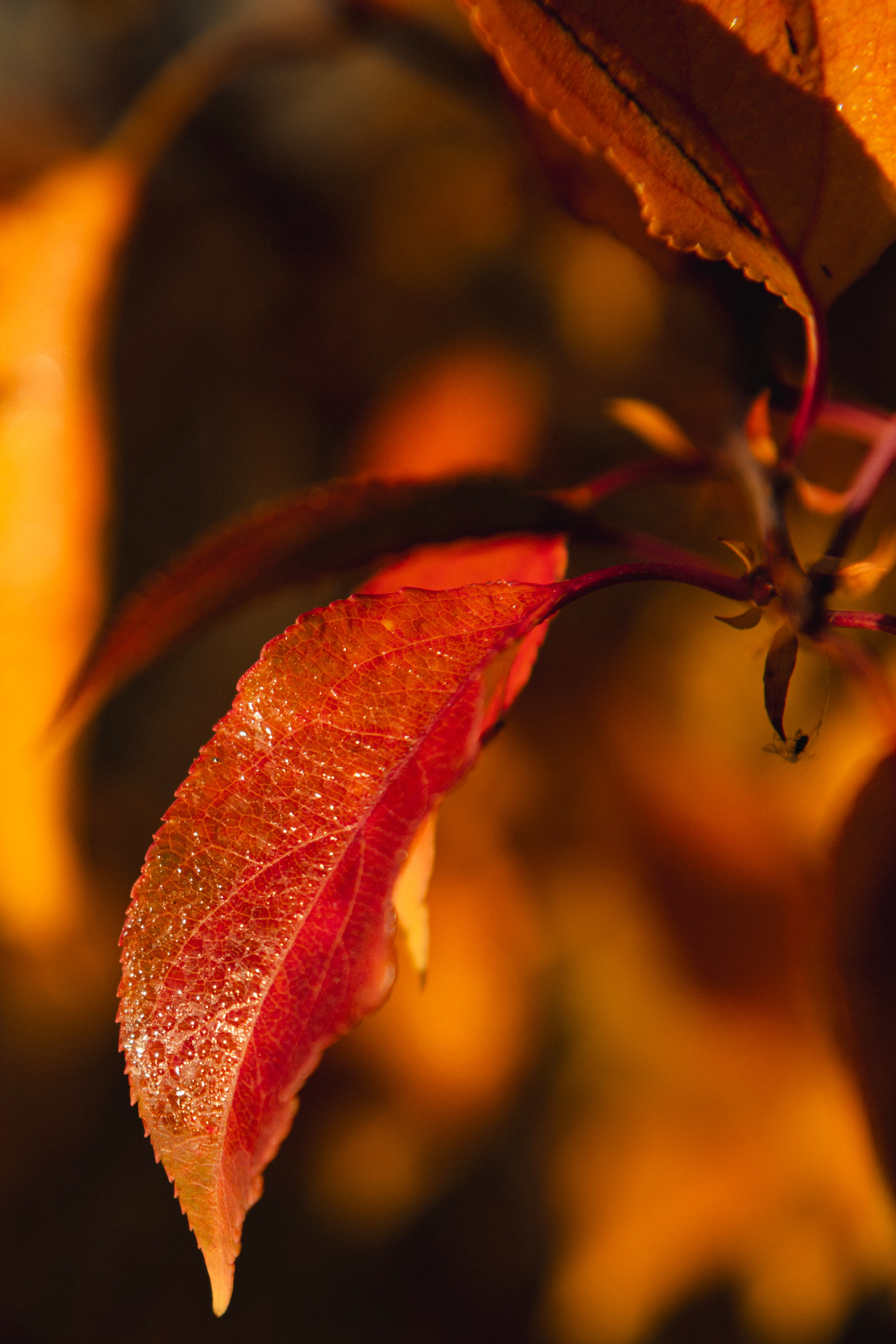 Моими глазами. Профессиональная High-End Ретушь | Ретушер и предметный фотограф Алла Белова